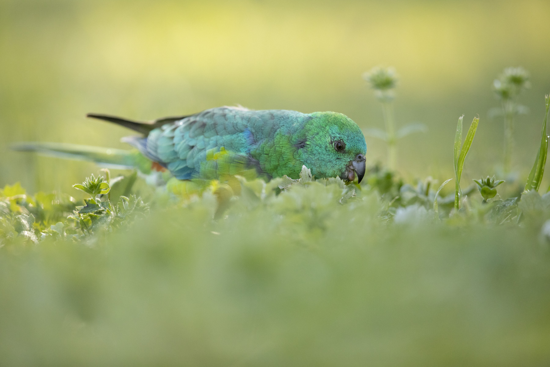 Red-rumped Parrot (Image ID 43454)