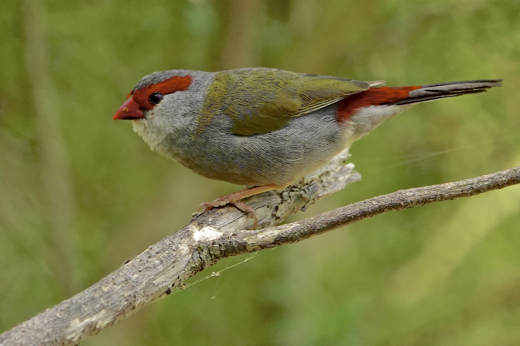 Red-browed Finch (Image ID 44020)