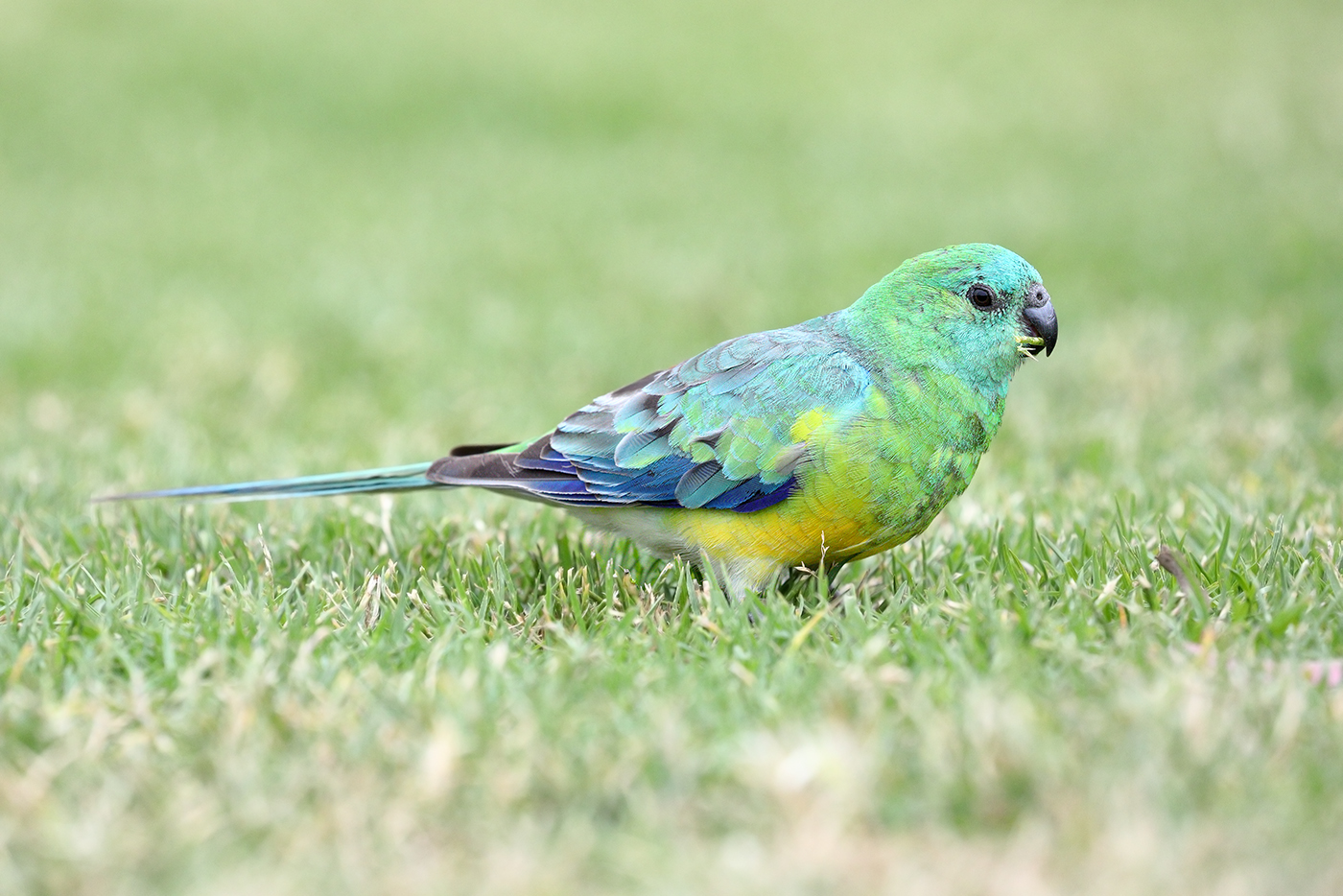 Red-rumped Parrot (Image ID 43738)