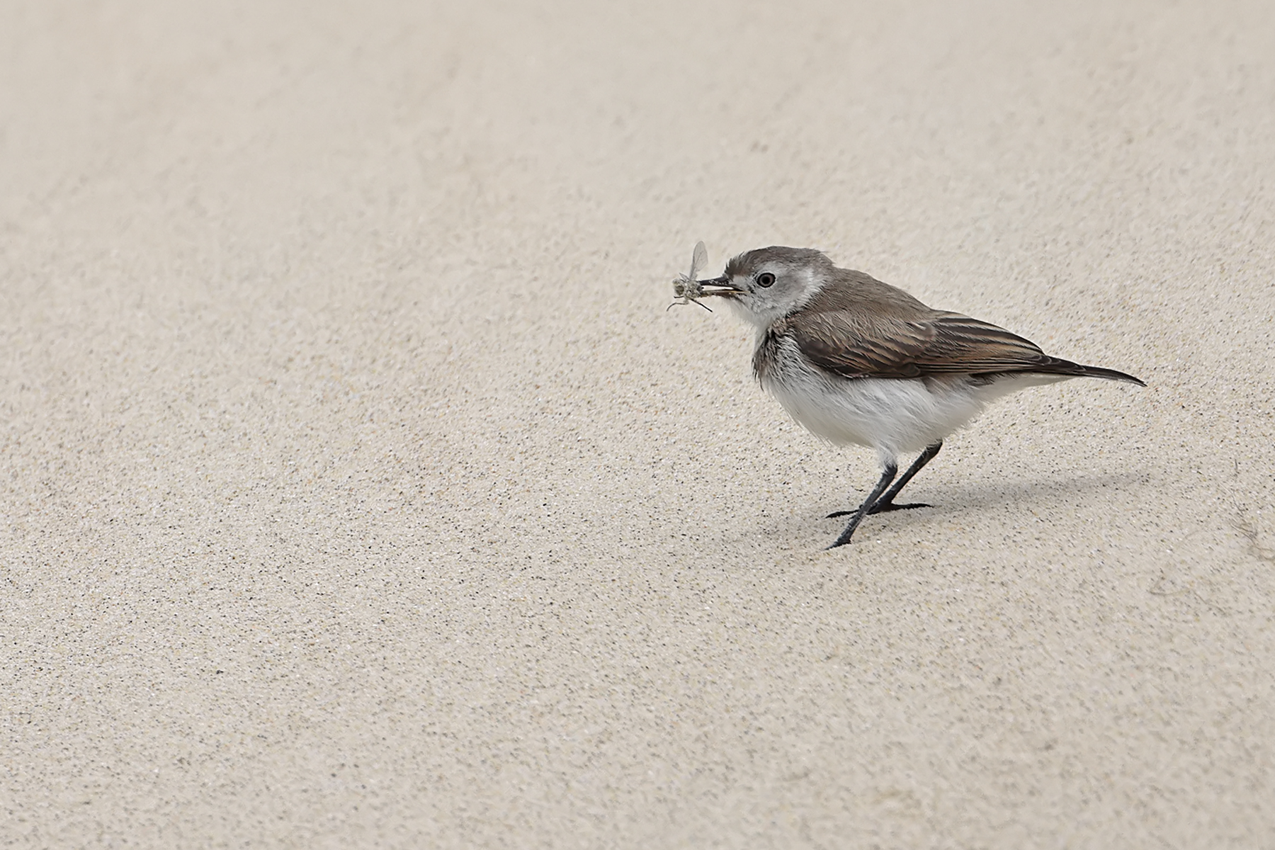 White-fronted Chat (Image ID 43748)