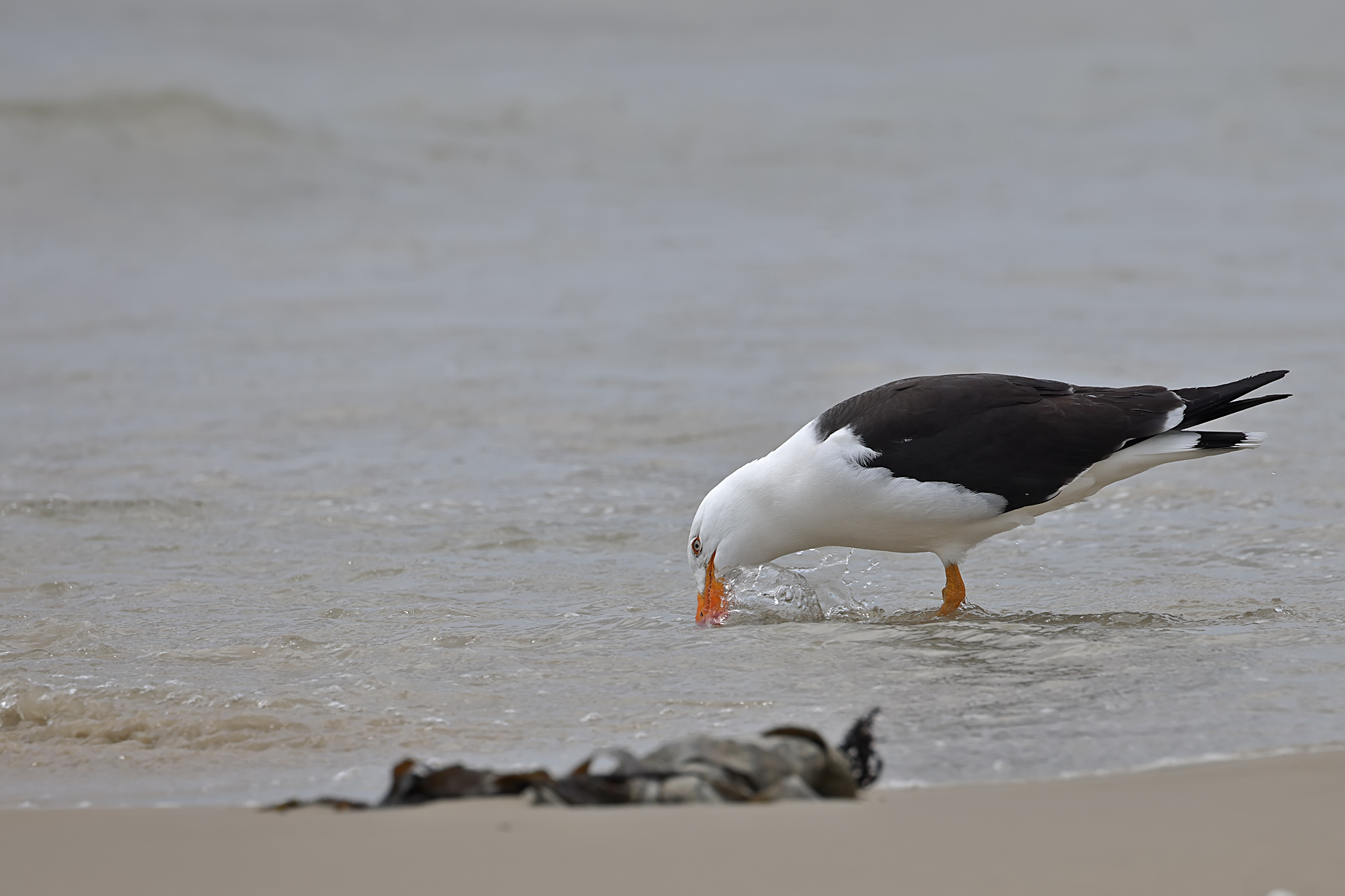 Pacific Gull (Image ID 43746)