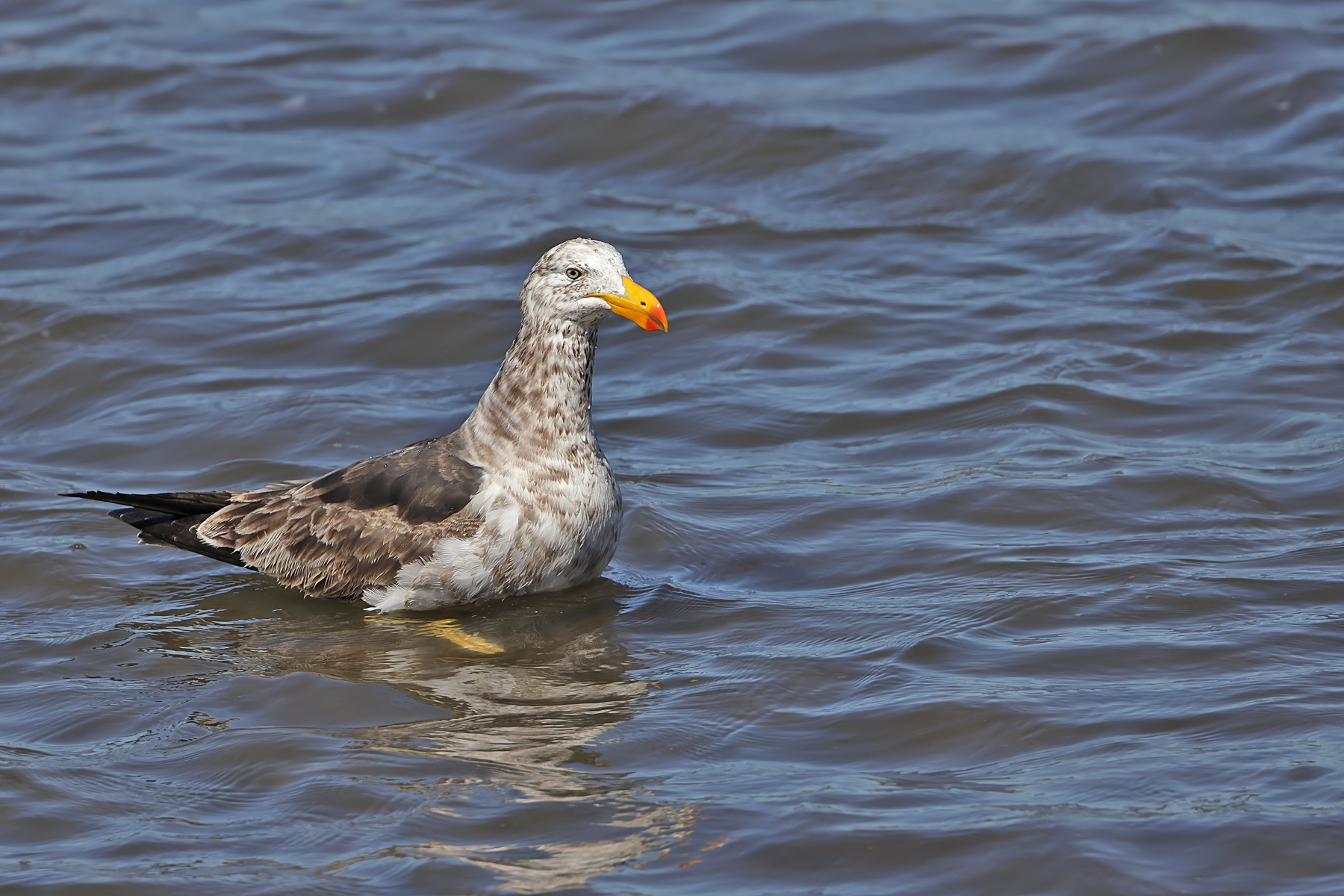 Pacific Gull (Image ID 43989)