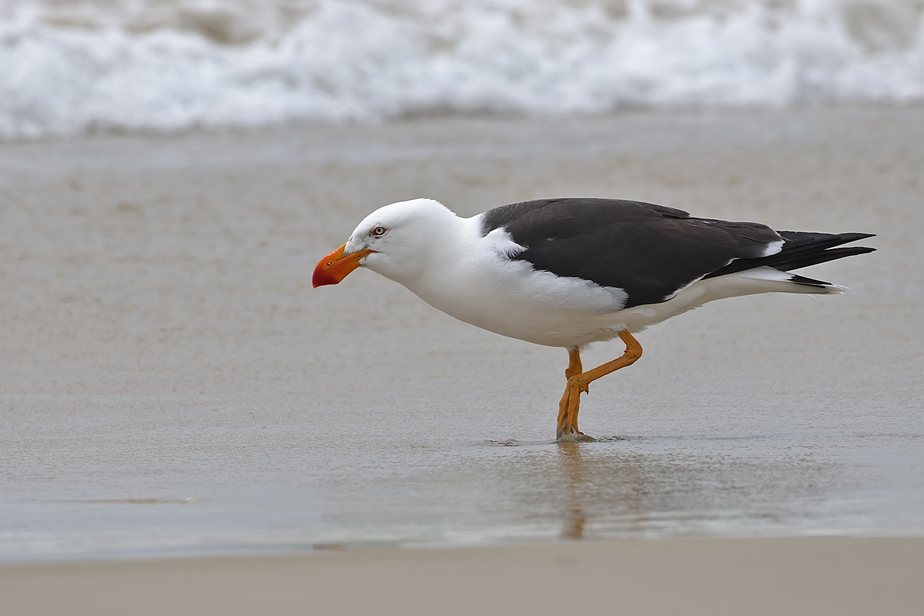 Pacific Gull (Image ID 43747)
