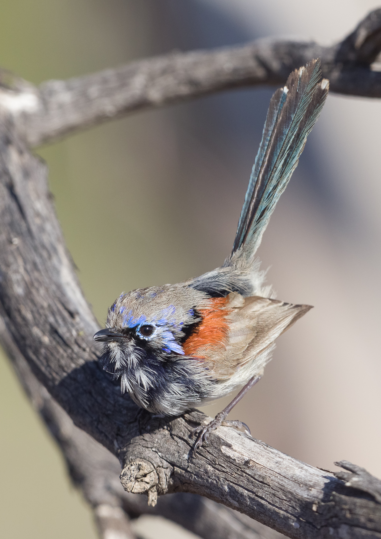 Blue-breasted Fairy-wren (Image ID 43894)