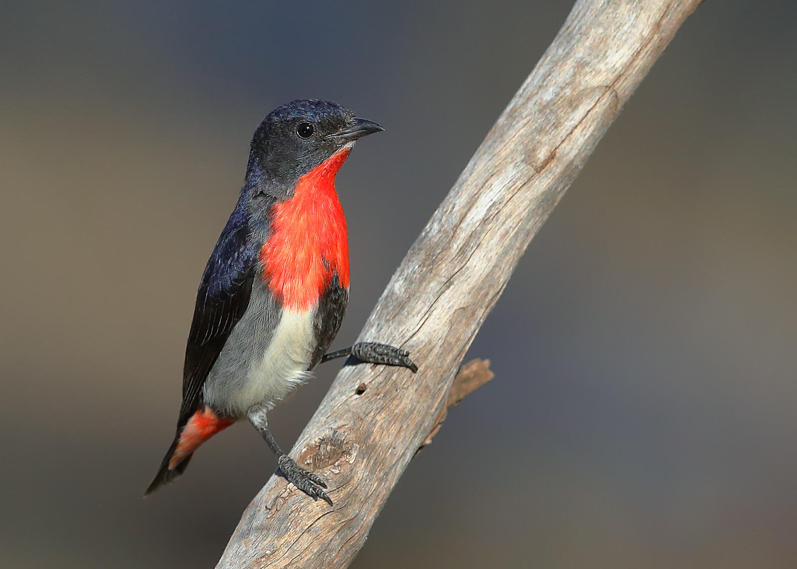 Mistletoebird (Image ID 43931)