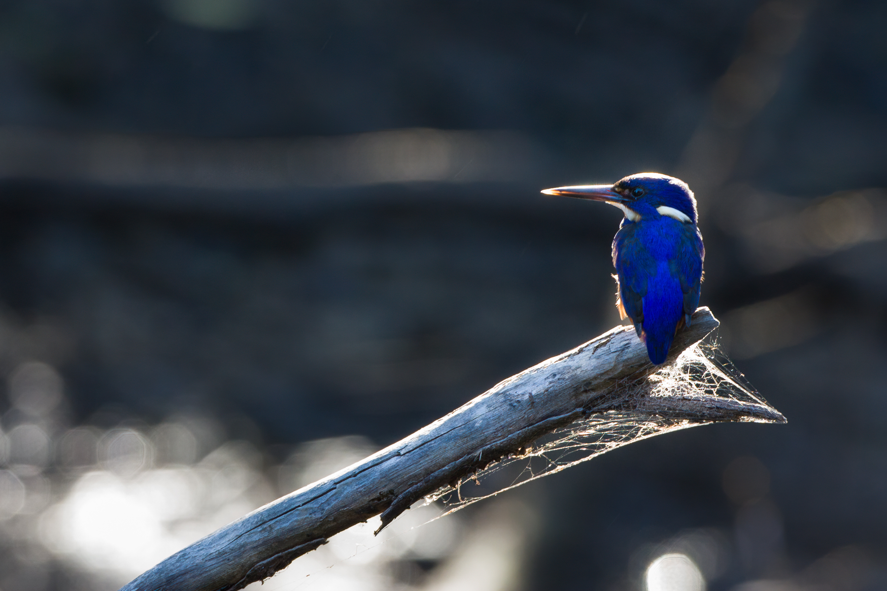 Azure Kingfisher (Image ID 43845)