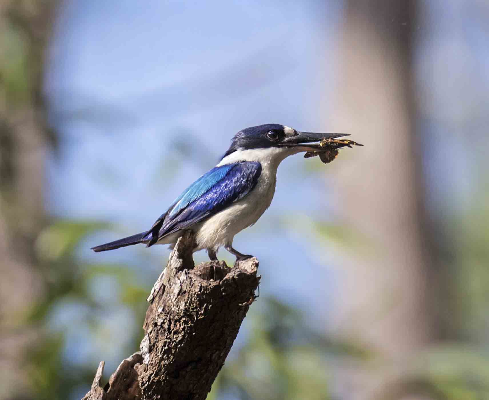 Forest Kingfisher (Image ID 43863)