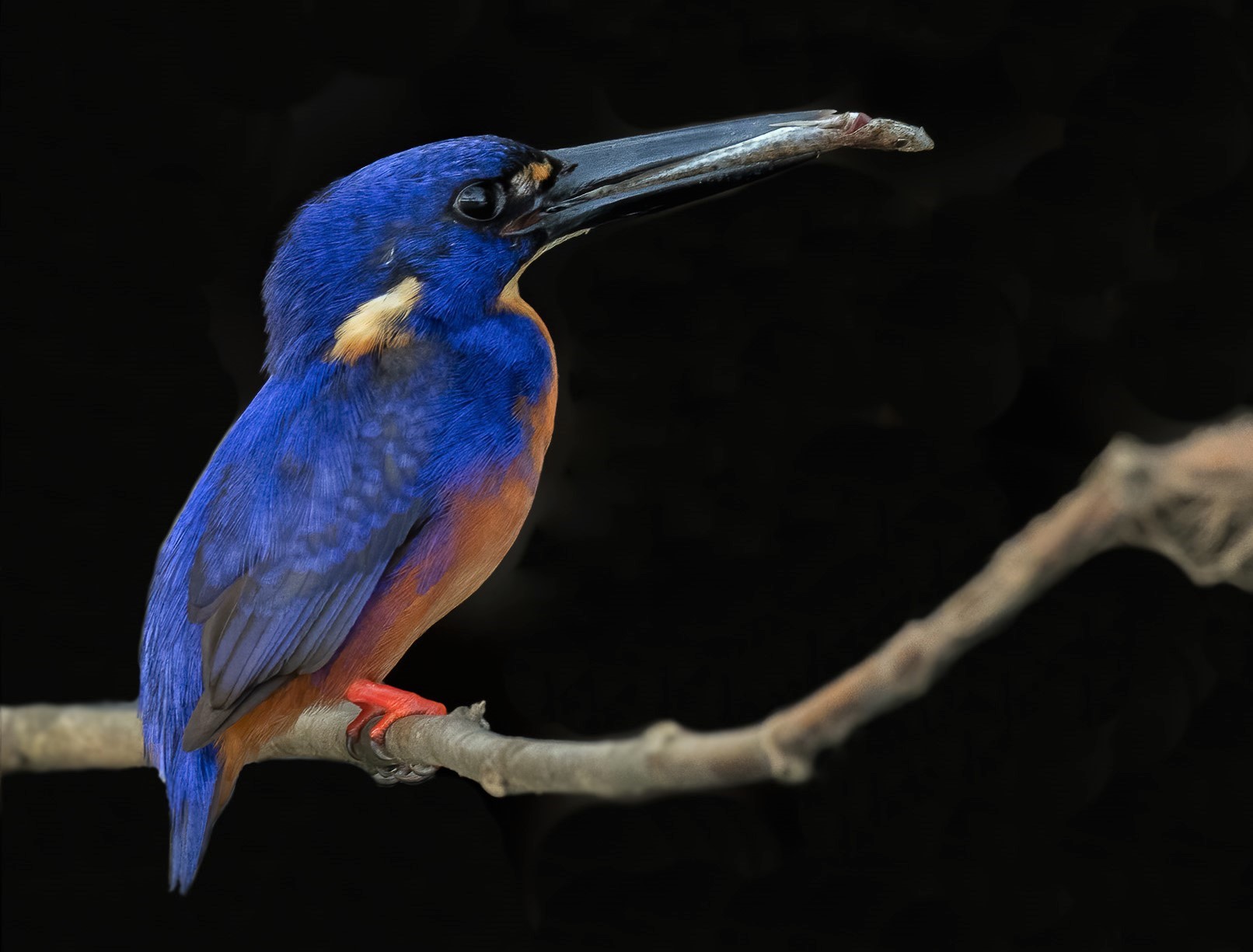 Azure Kingfisher (Image ID 43701)