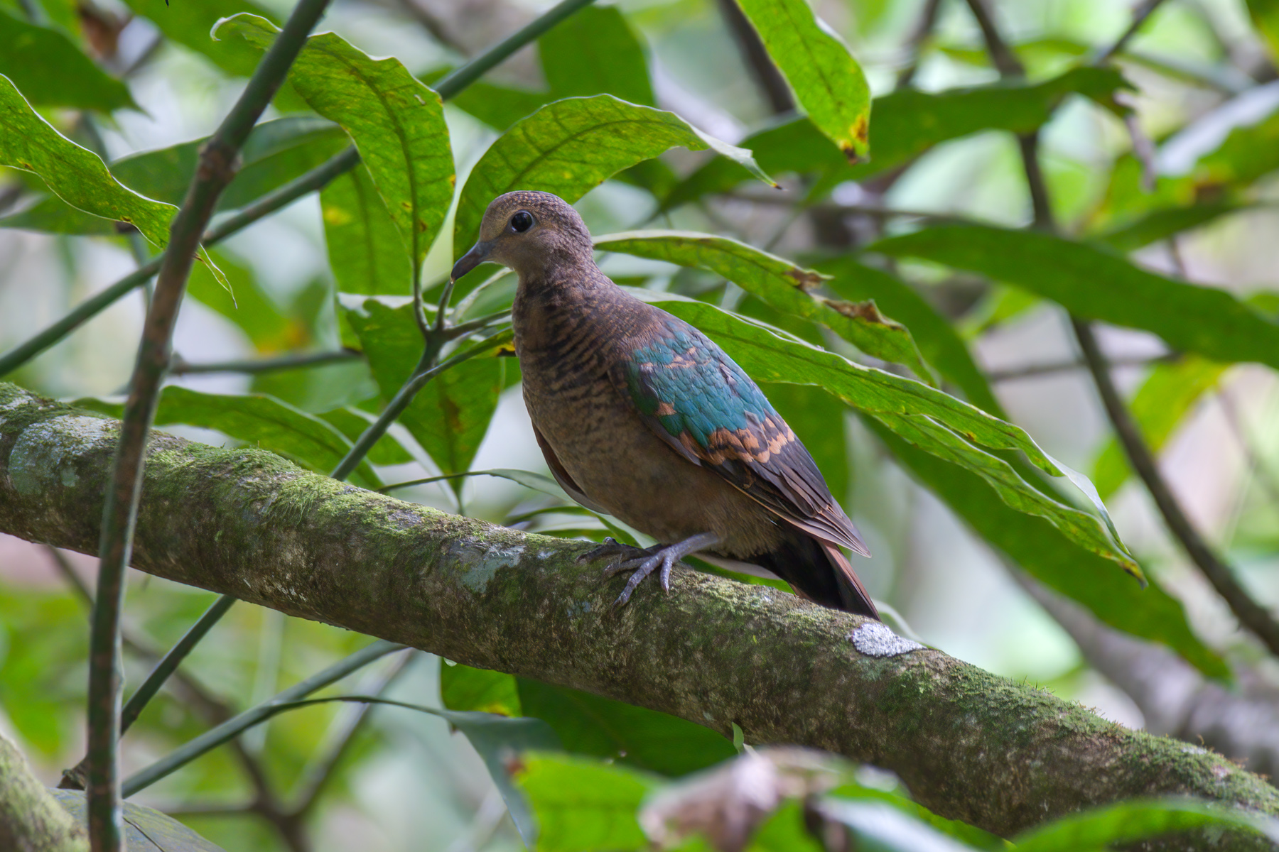 Grey-capped Emerald-Dove (Image ID 43673)