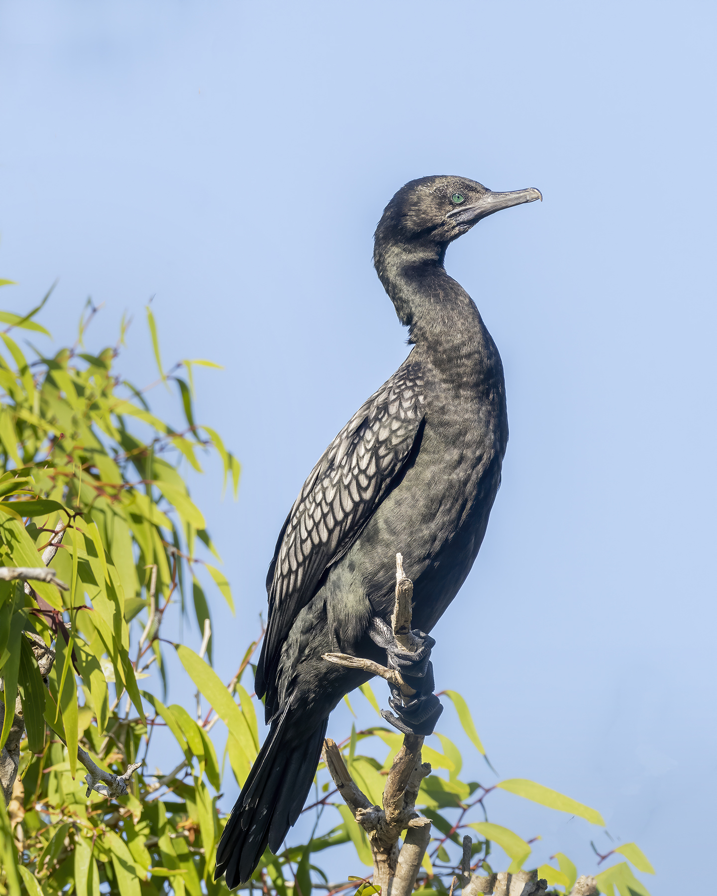 Little Black Cormorant (Image ID 43752)