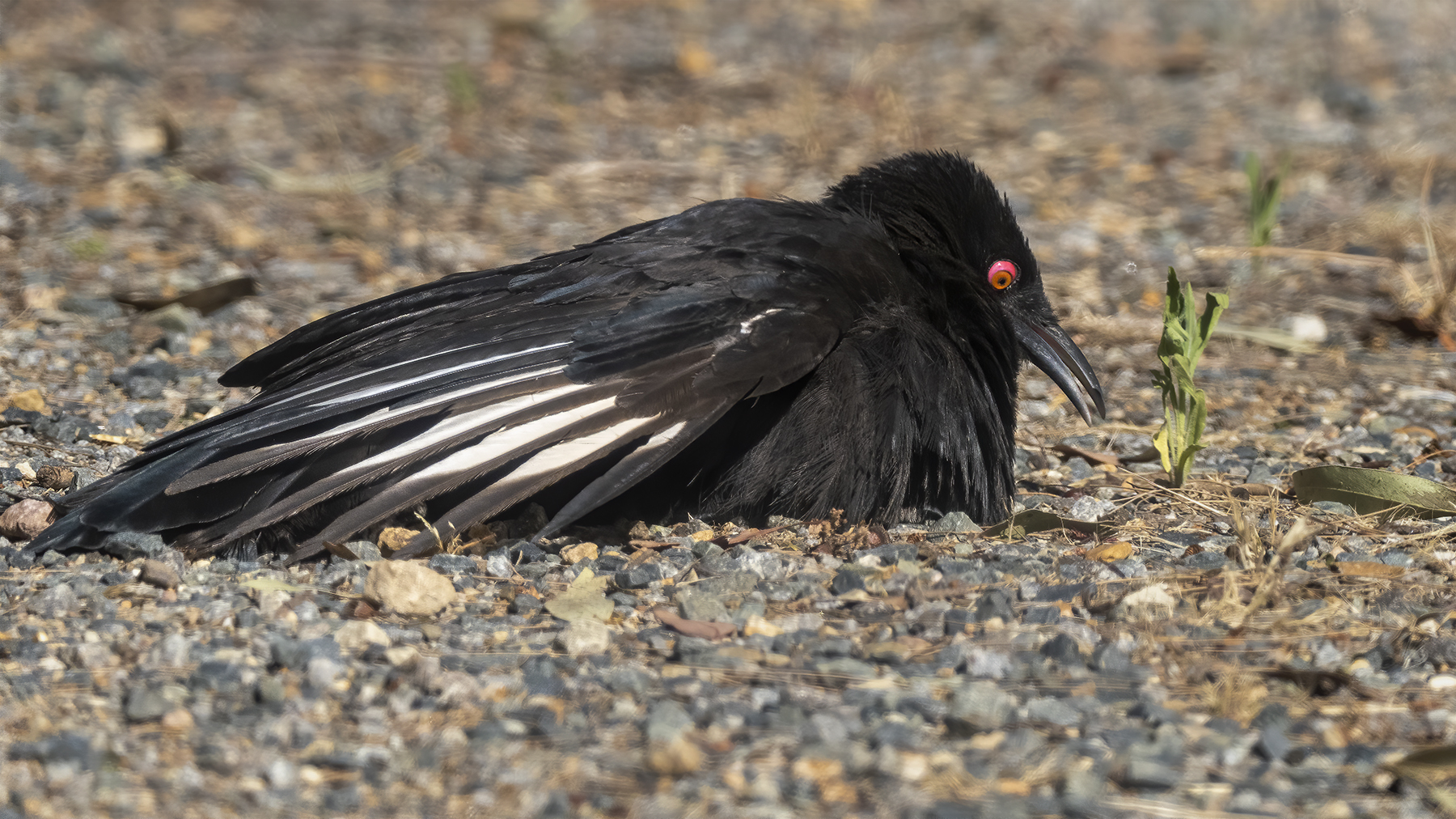 White-winged Chough (Image ID 43691)