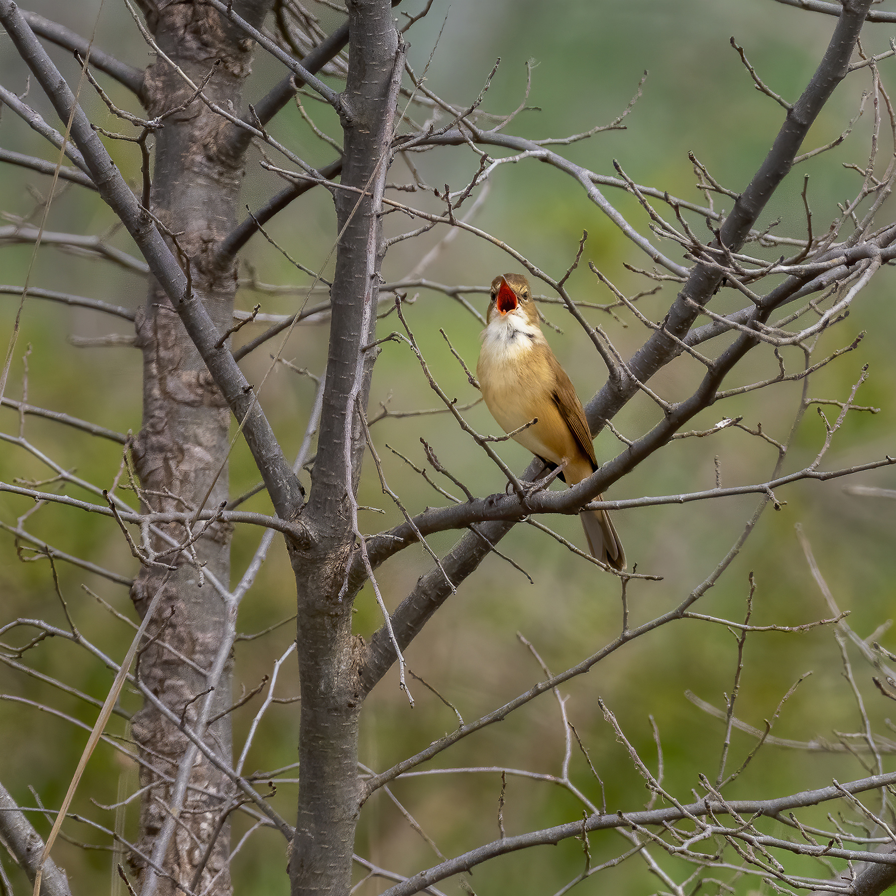 Australian Reed-Warbler (Image ID 43689)