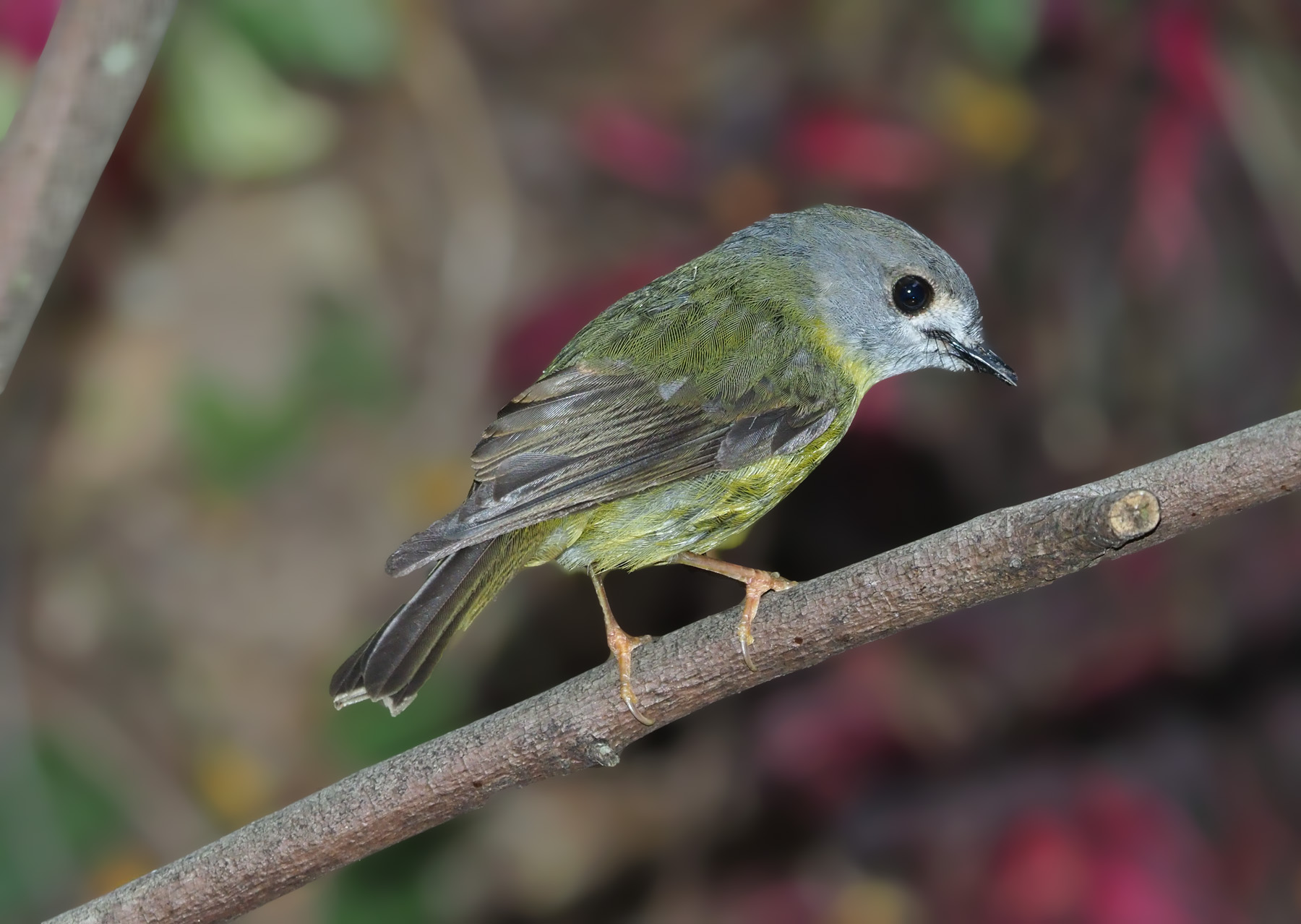 Pale-yellow Robin (Image ID 43832)