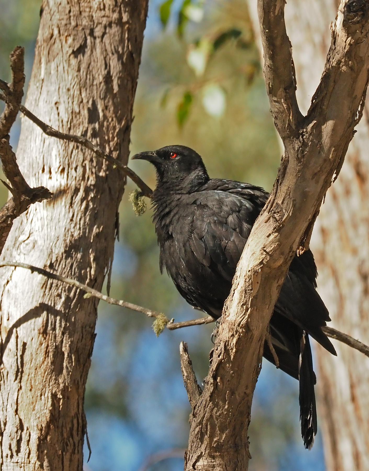White-winged Chough (Image ID 43833)