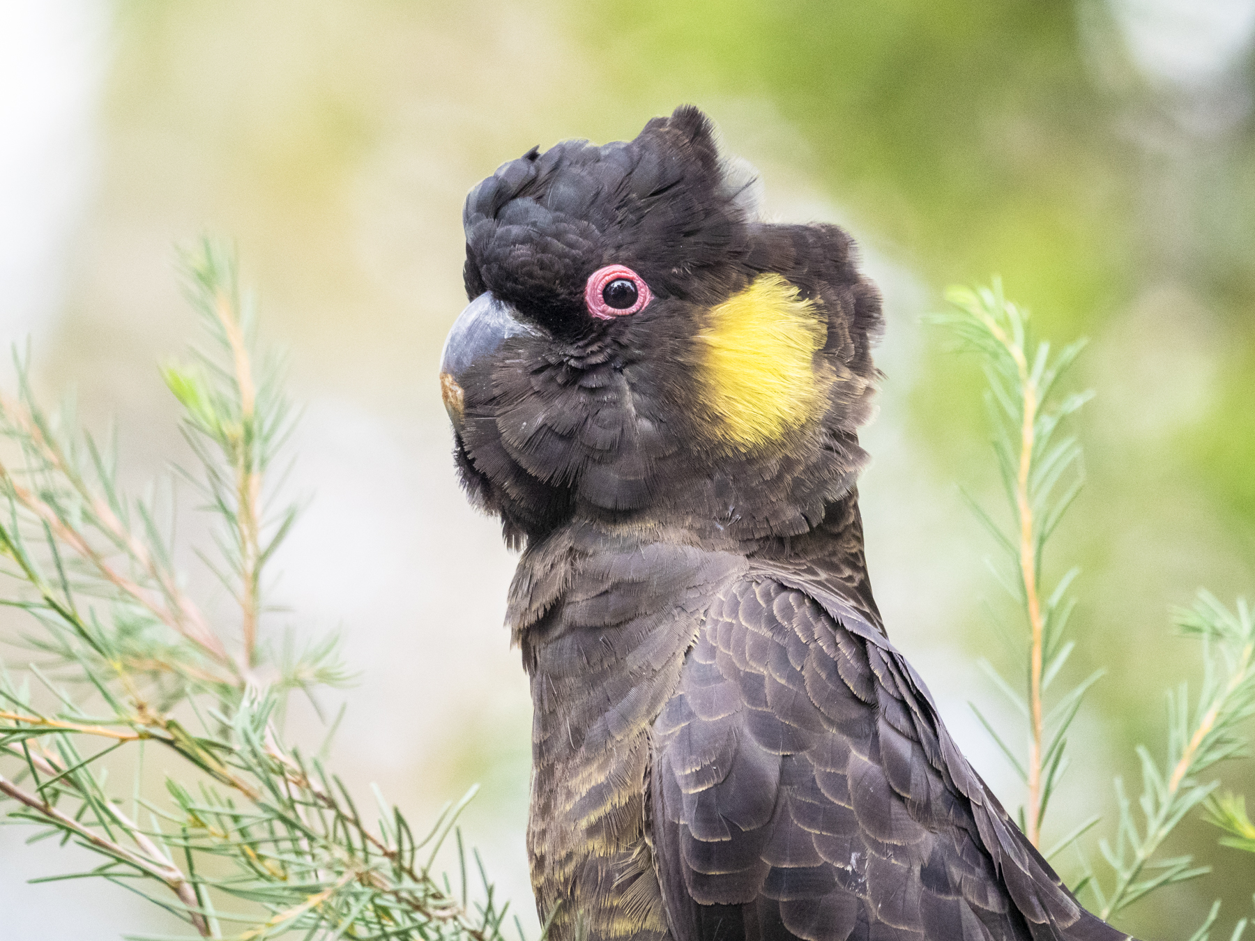 Yellow-tailed Black-Cockatoo (Image ID 43884)