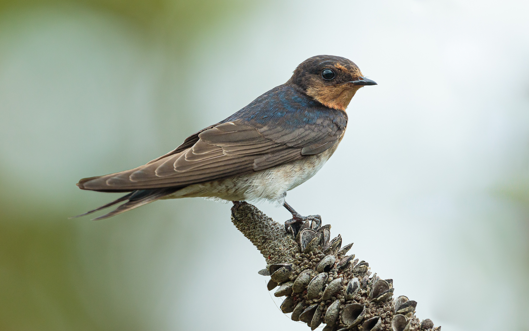 Welcome Swallow (Image ID 43917)