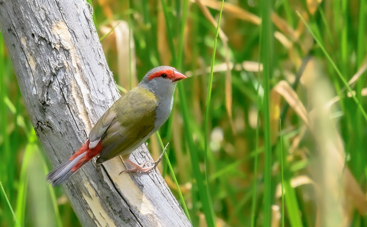 Red-browed Finch (Image ID 43996)