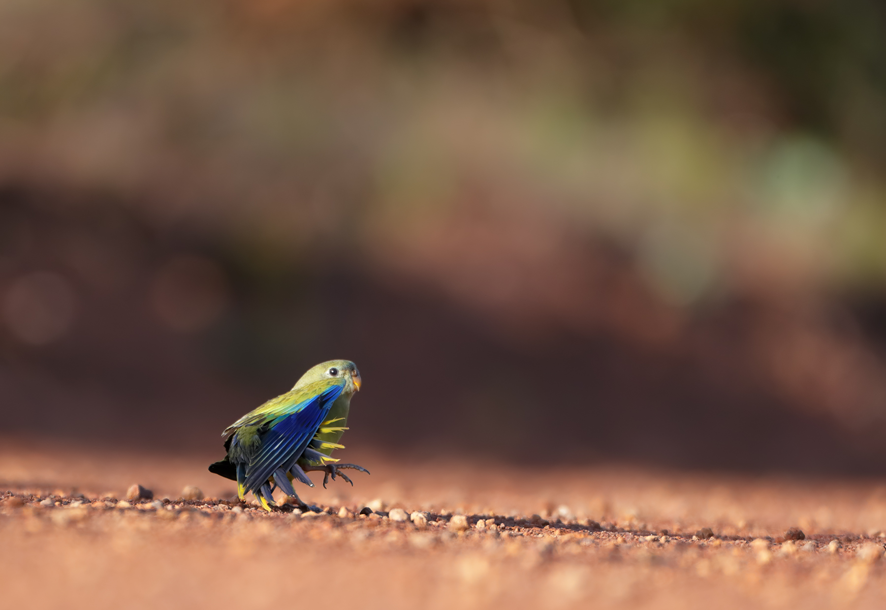Rock Parrot (Image ID 43757)