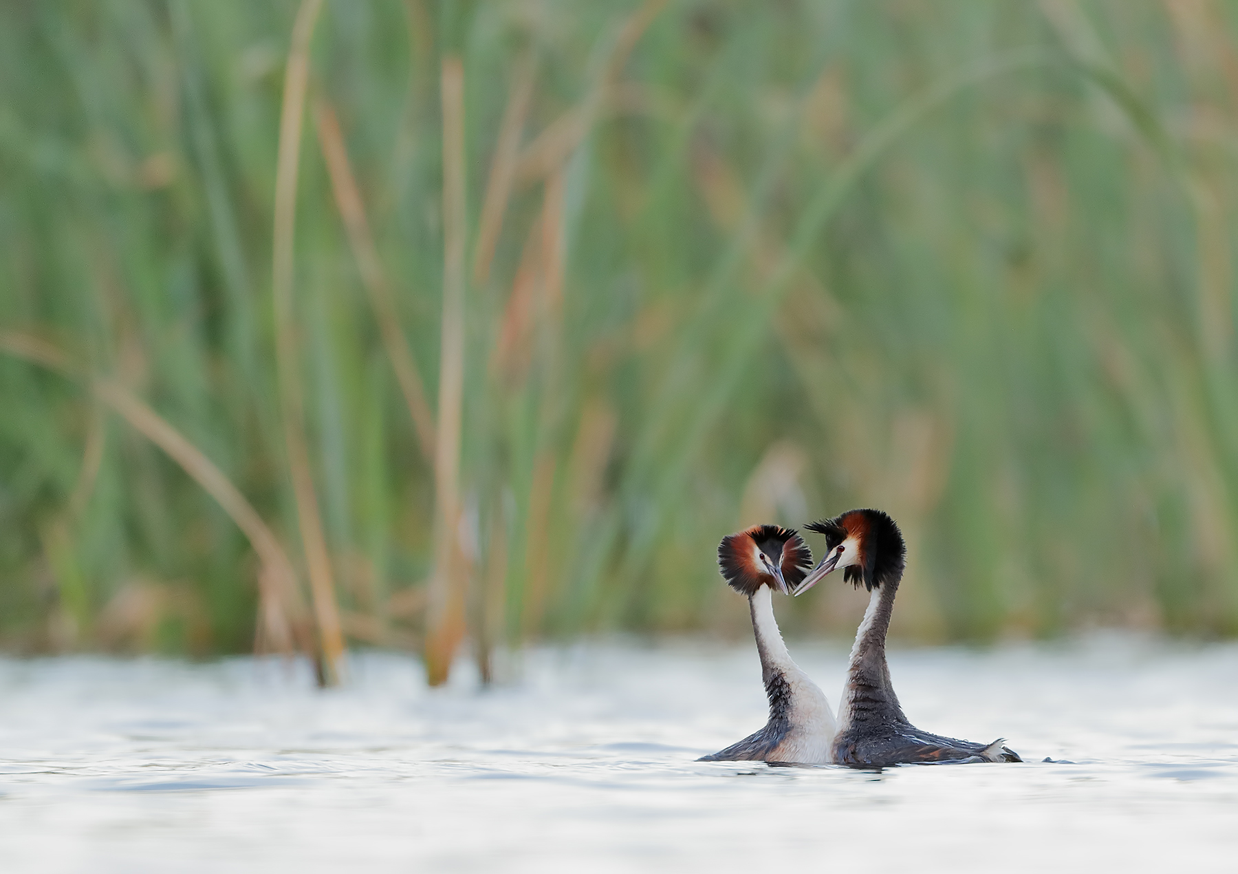 Great Crested Grebe (Image ID 43677)