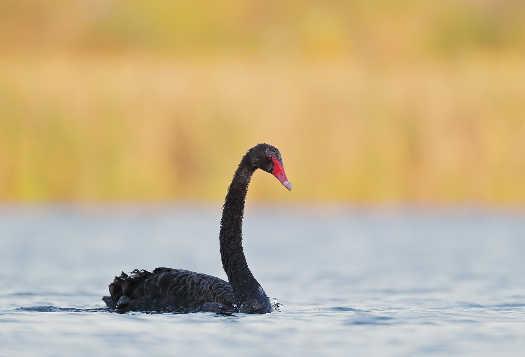 Black Swan (Image ID 43674)