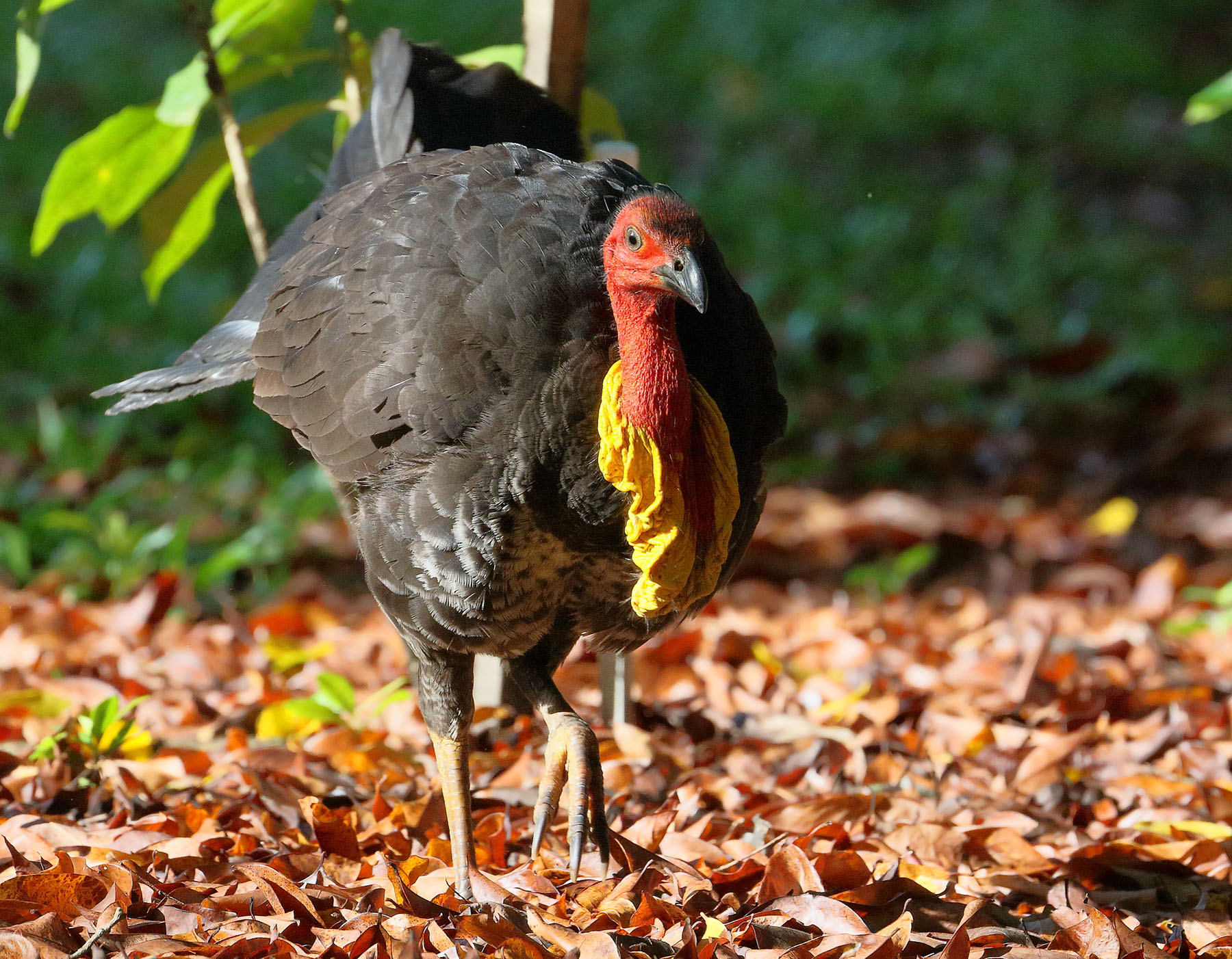 Australian Brush-turkey (Image ID 43850)