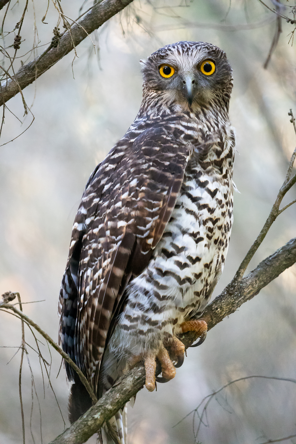 Powerful Owl (Image ID 43847)