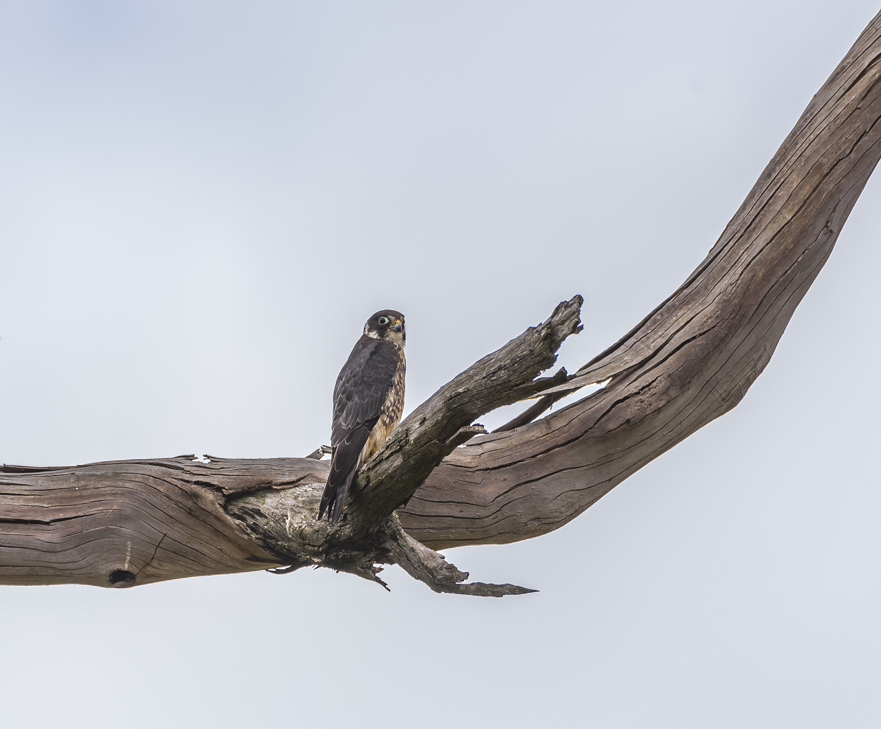 Peregrine Falcon (Image ID 44040)