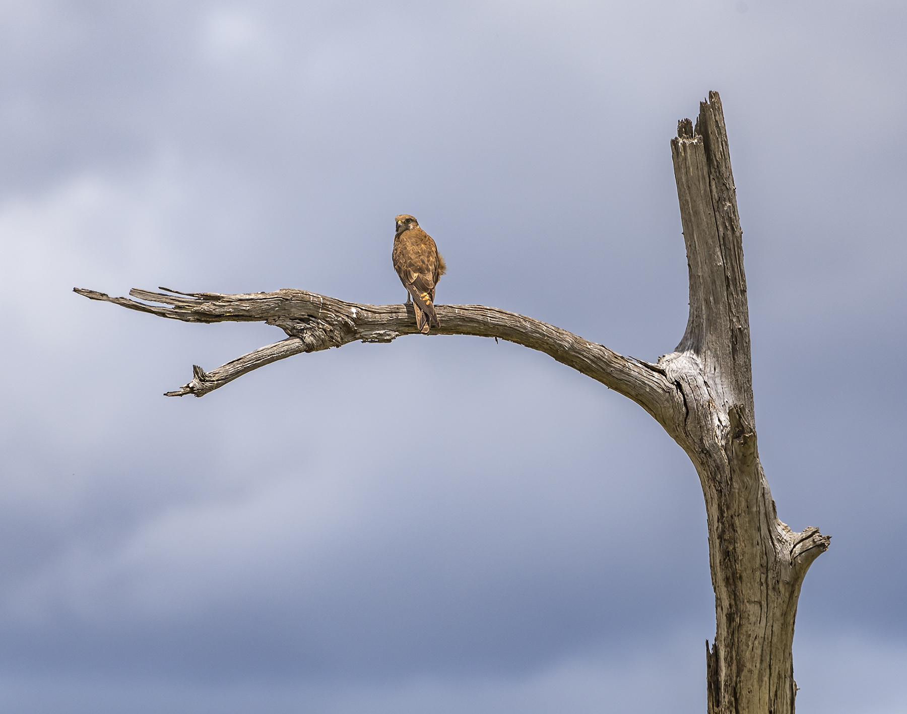 Brown Falcon (Image ID 44039)