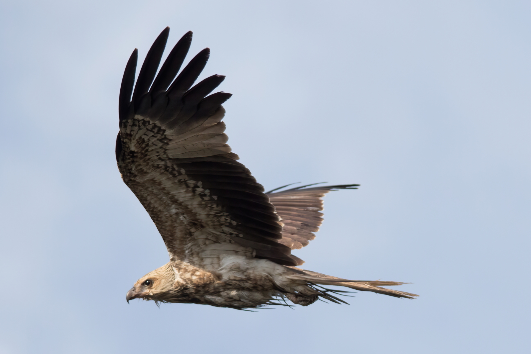 Whistling Kite (Image ID 43729)