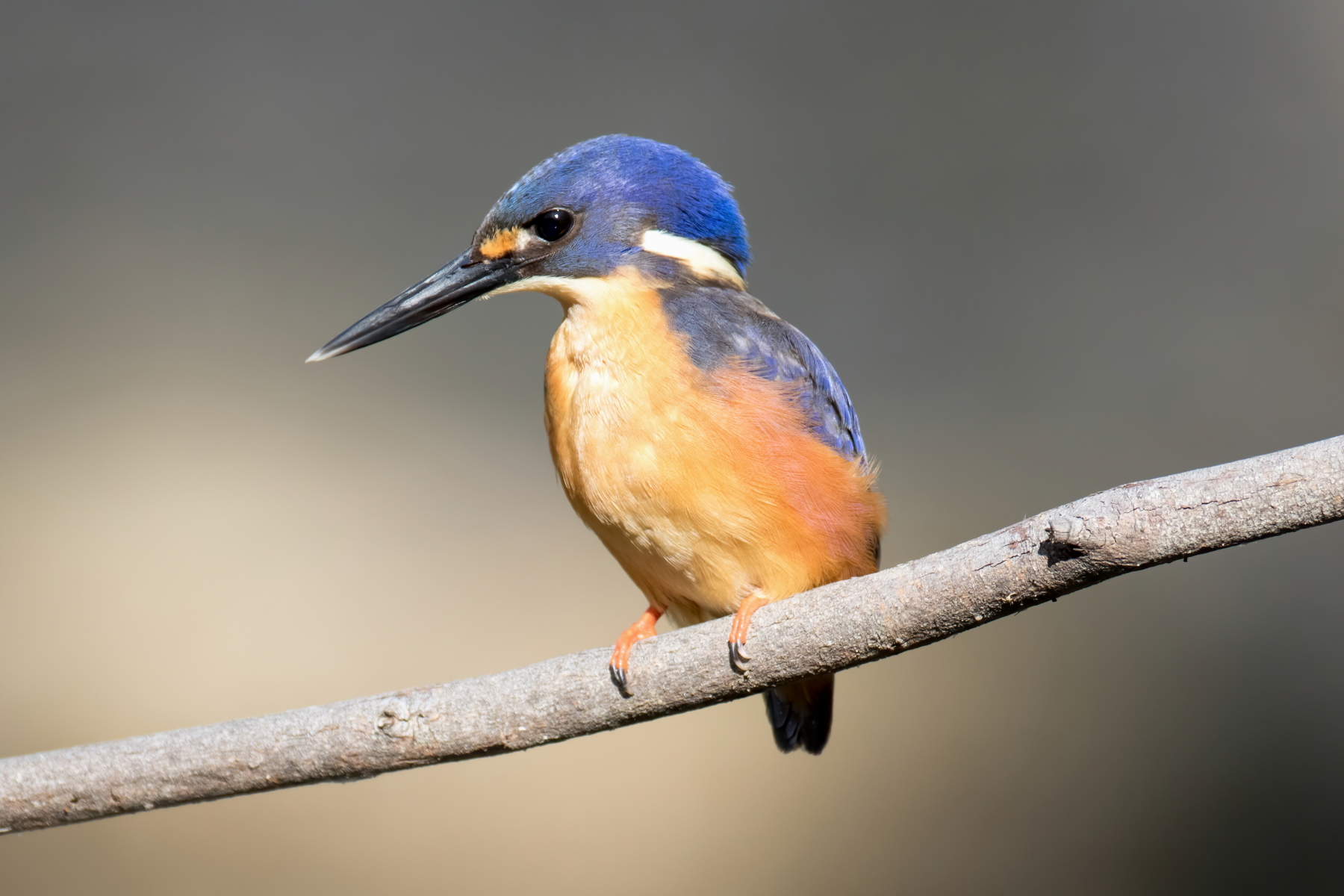 Azure Kingfisher (Image ID 44050)