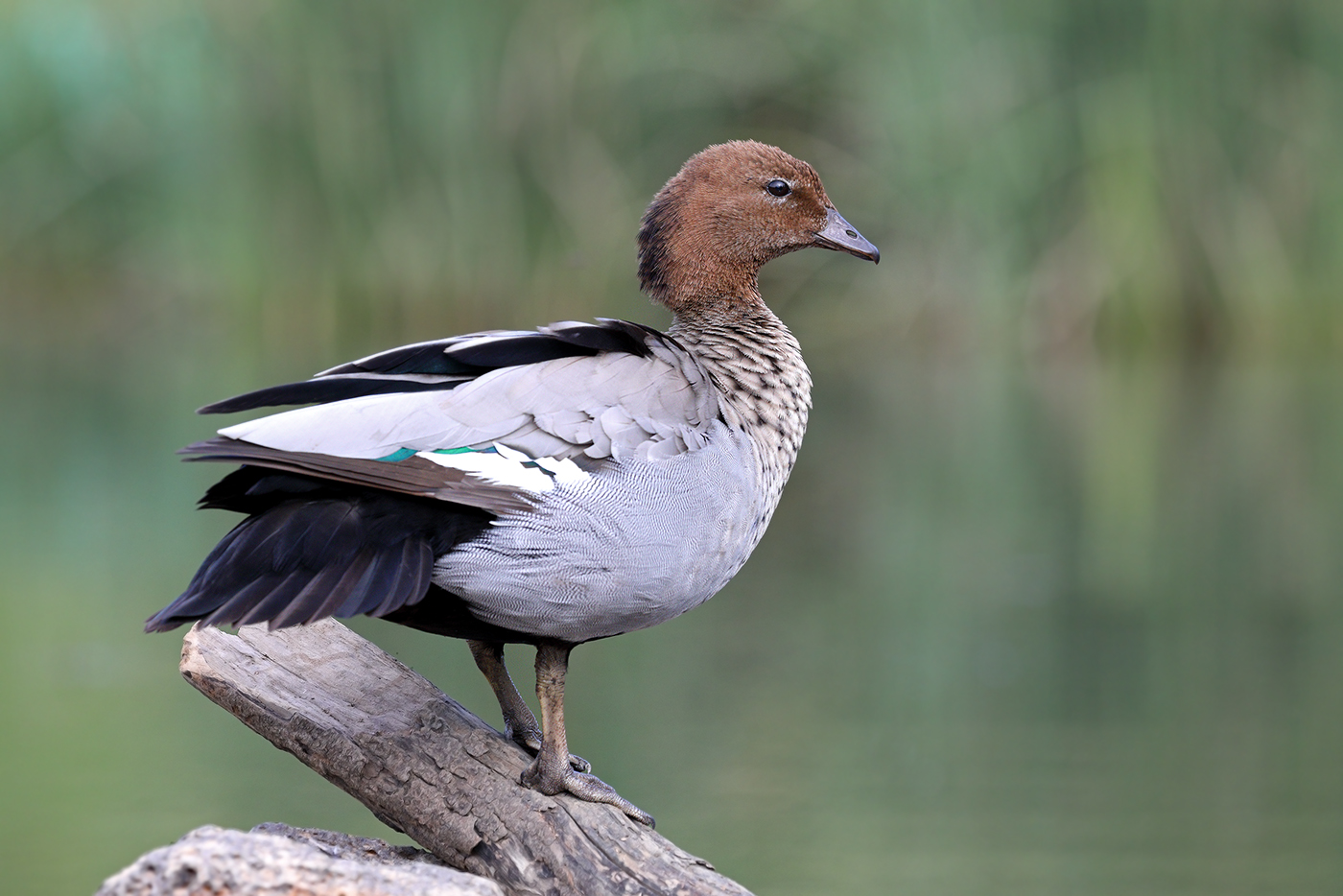 Australian Wood Duck (Image ID 44089)