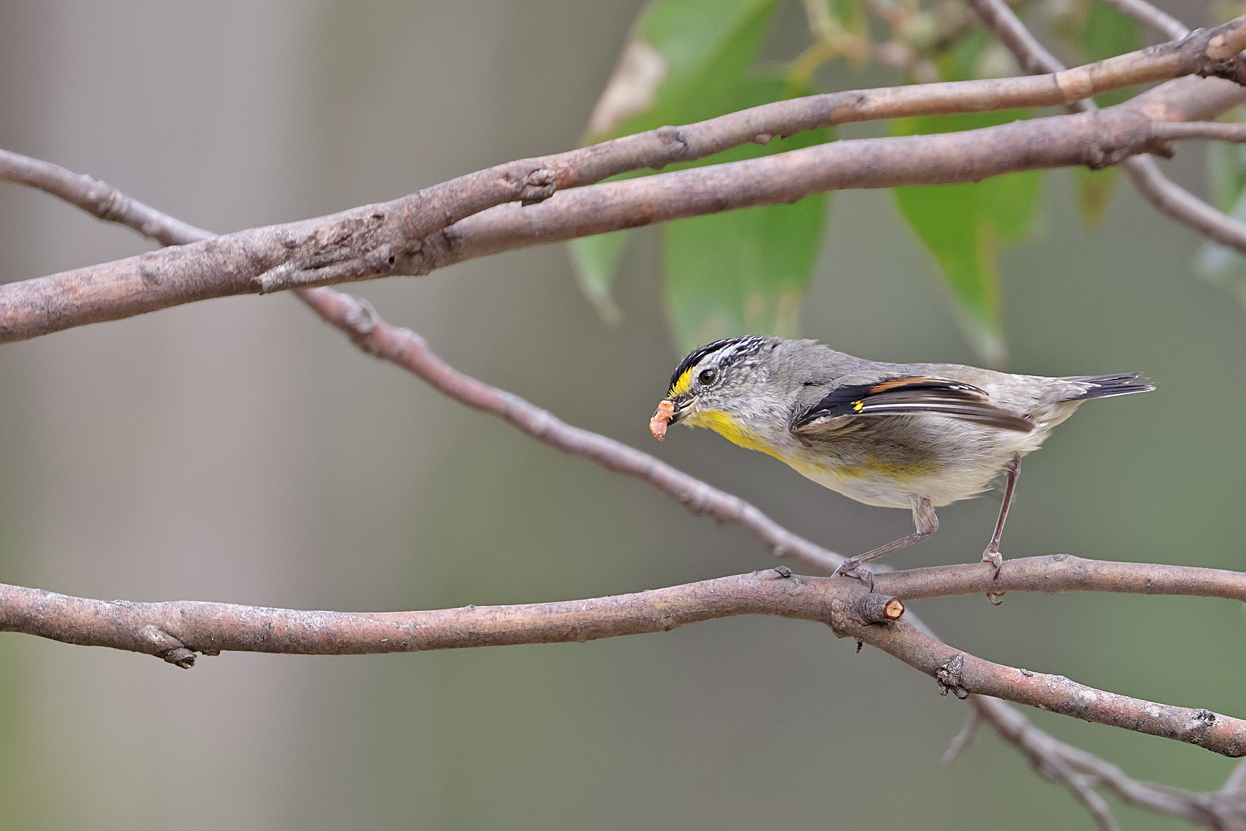 Striated Pardalote (Image ID 44099)