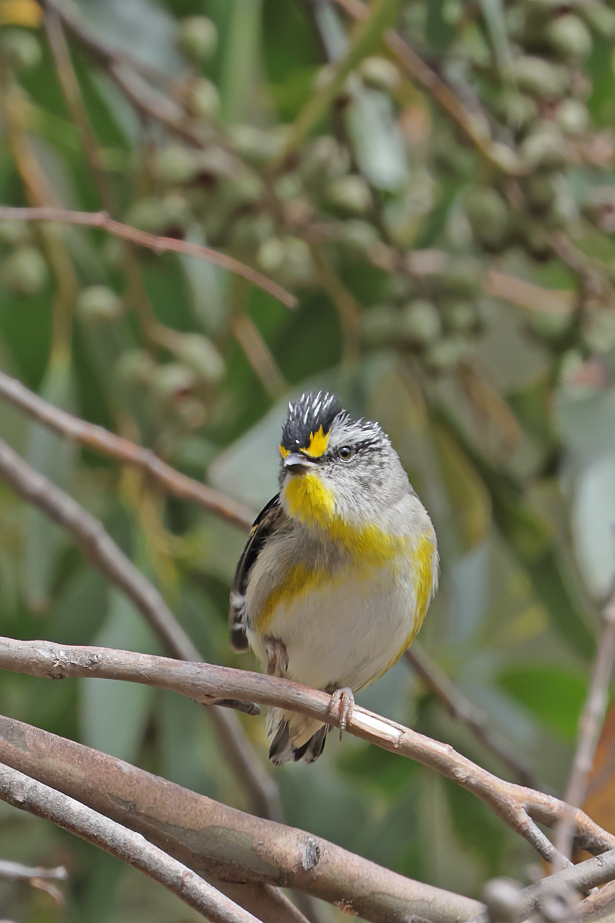 Striated Pardalote (Image ID 44100)