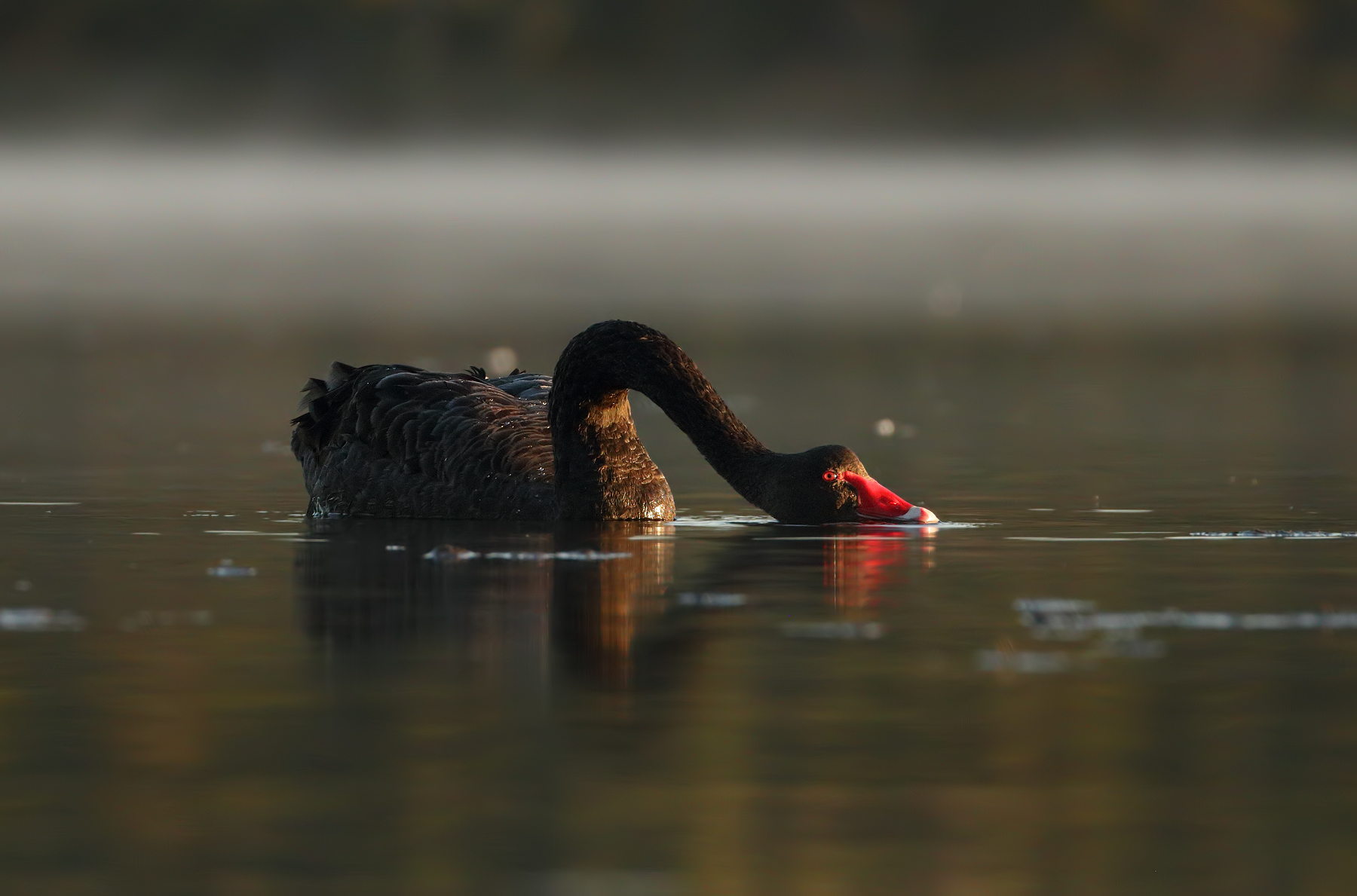 Black Swan (Image ID 44229)