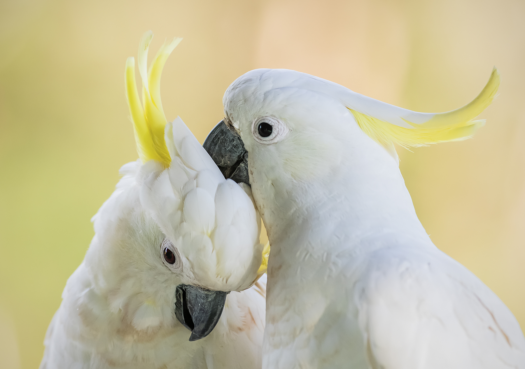Sulphur-crested Cockatoo (Image ID 44123)