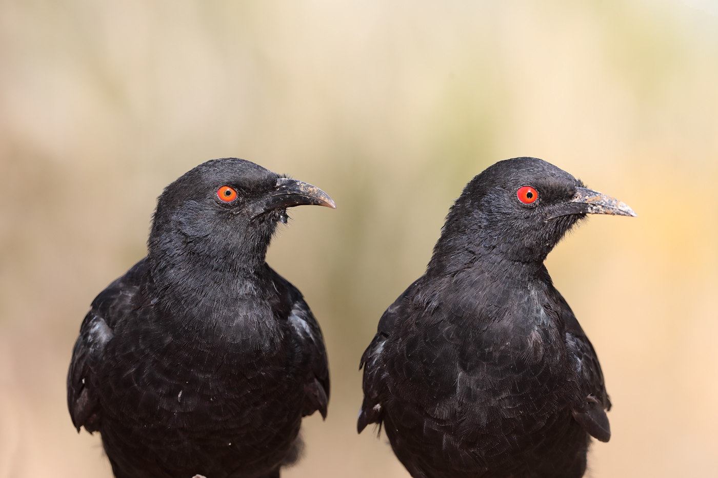 White-winged Chough (Image ID 44209)