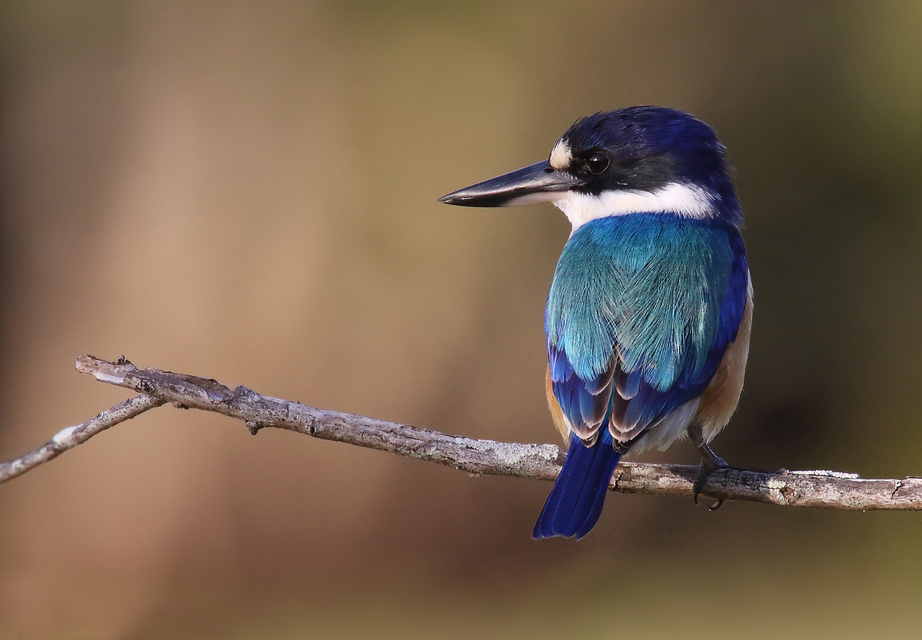 Forest Kingfisher (Image ID 44340)
