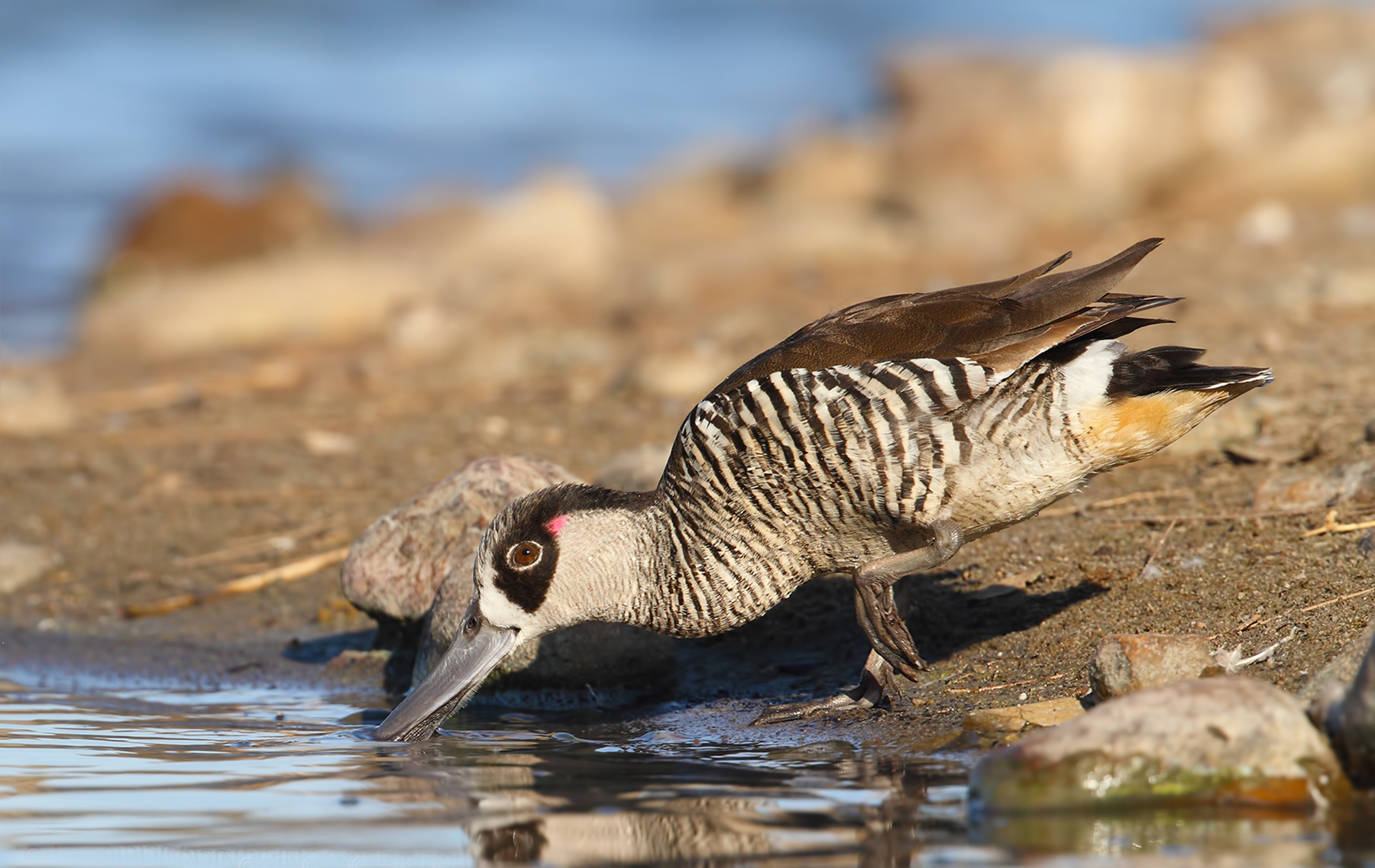 Pink-eared Duck (Image ID 44344)