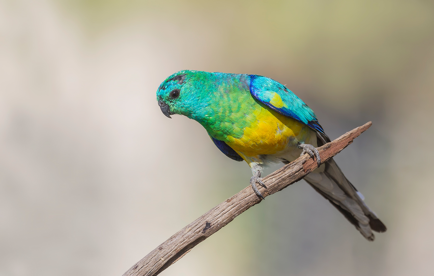 Red-rumped Parrot (Image ID 44338)