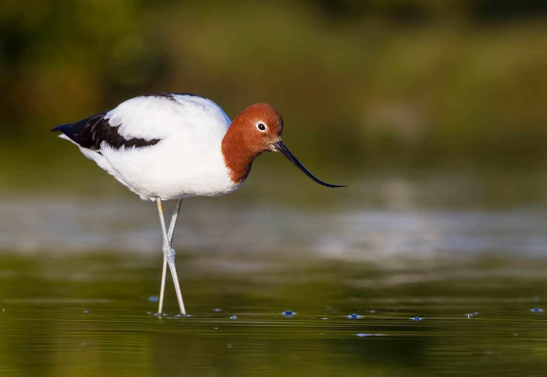 Red-necked Avocet (Image ID 44514)