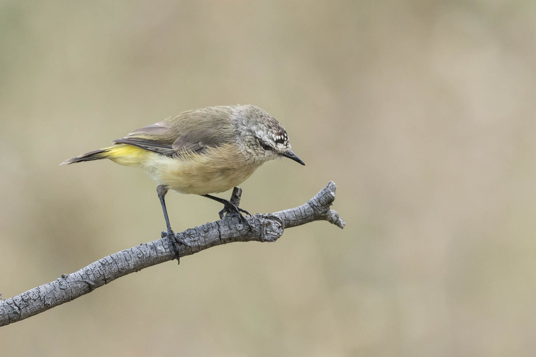 Yellow-rumped Thornbill (Image ID 44083)