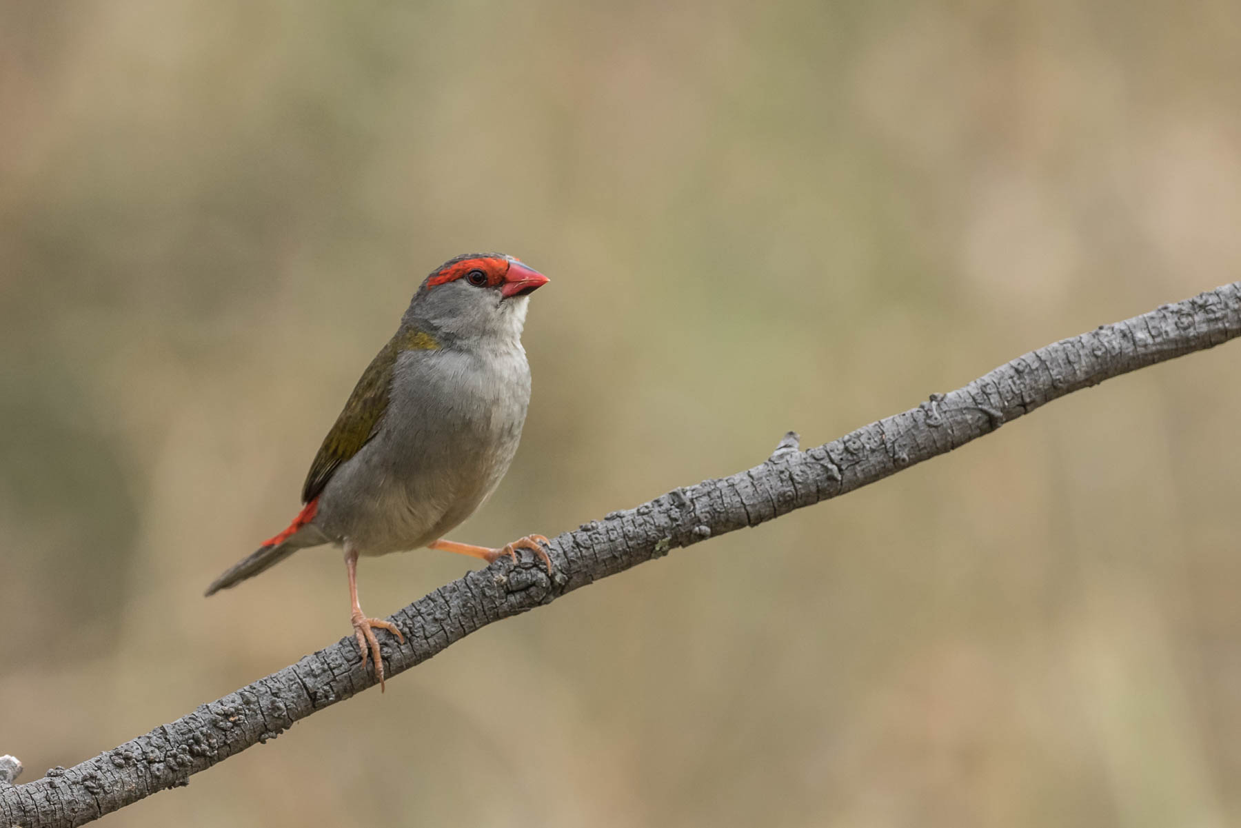Red-browed Finch (Image ID 44090)