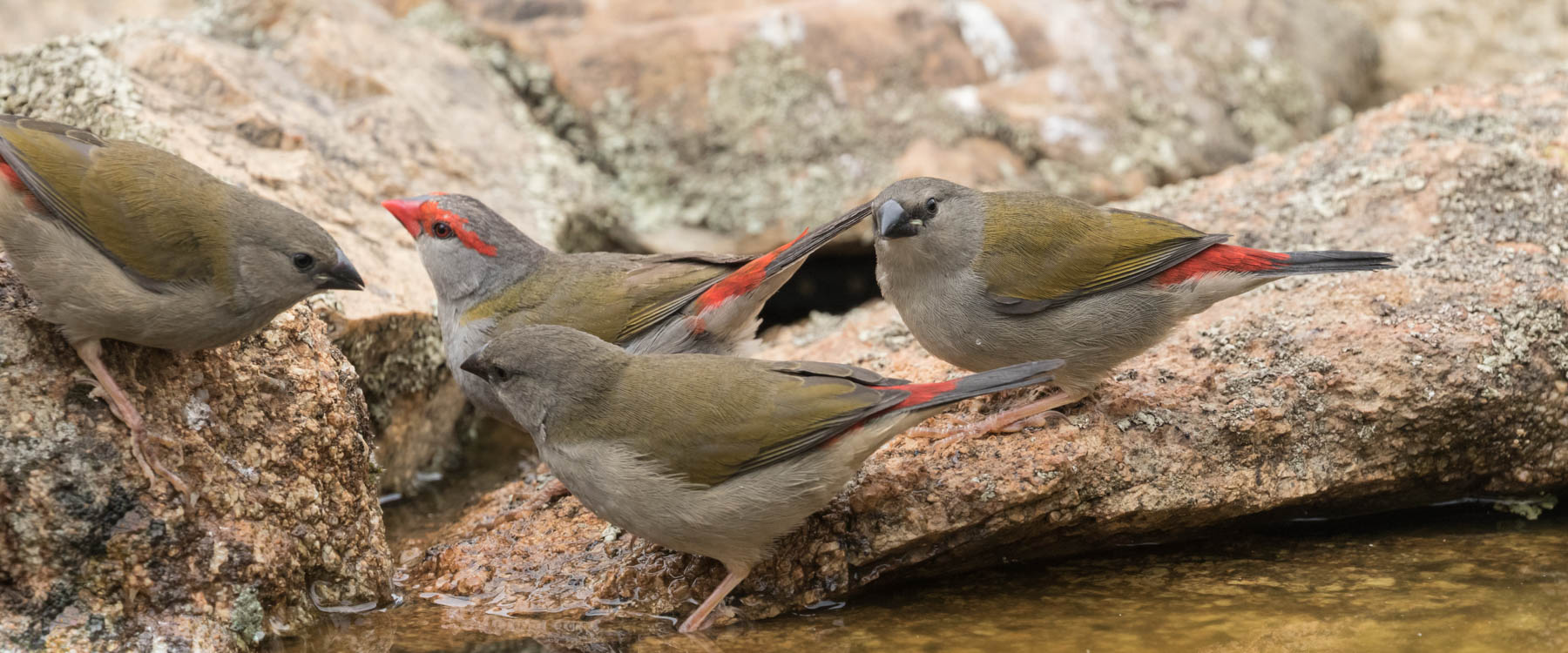 Red-browed Finch (Image ID 44094)