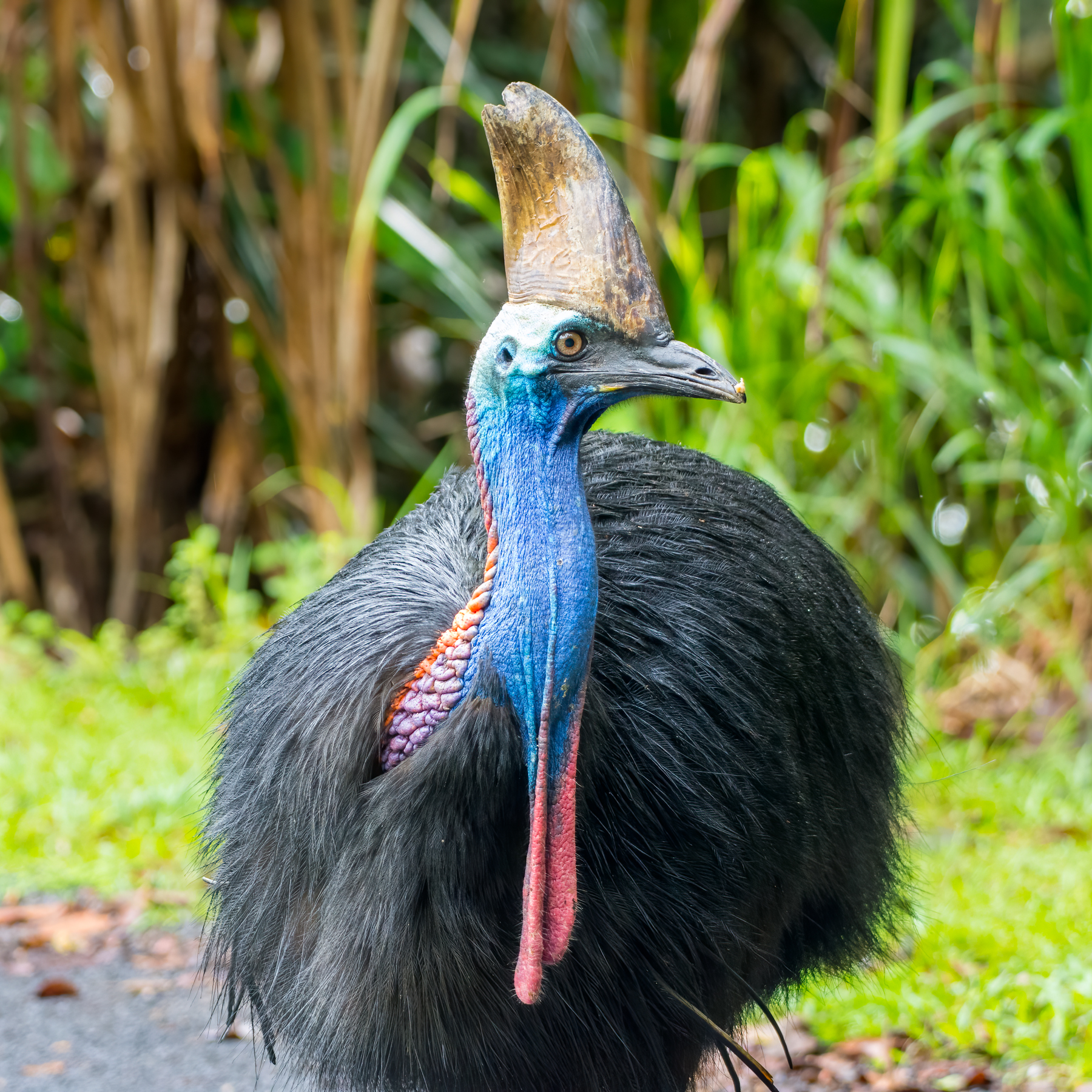 Southern Cassowary (Image ID 44180)