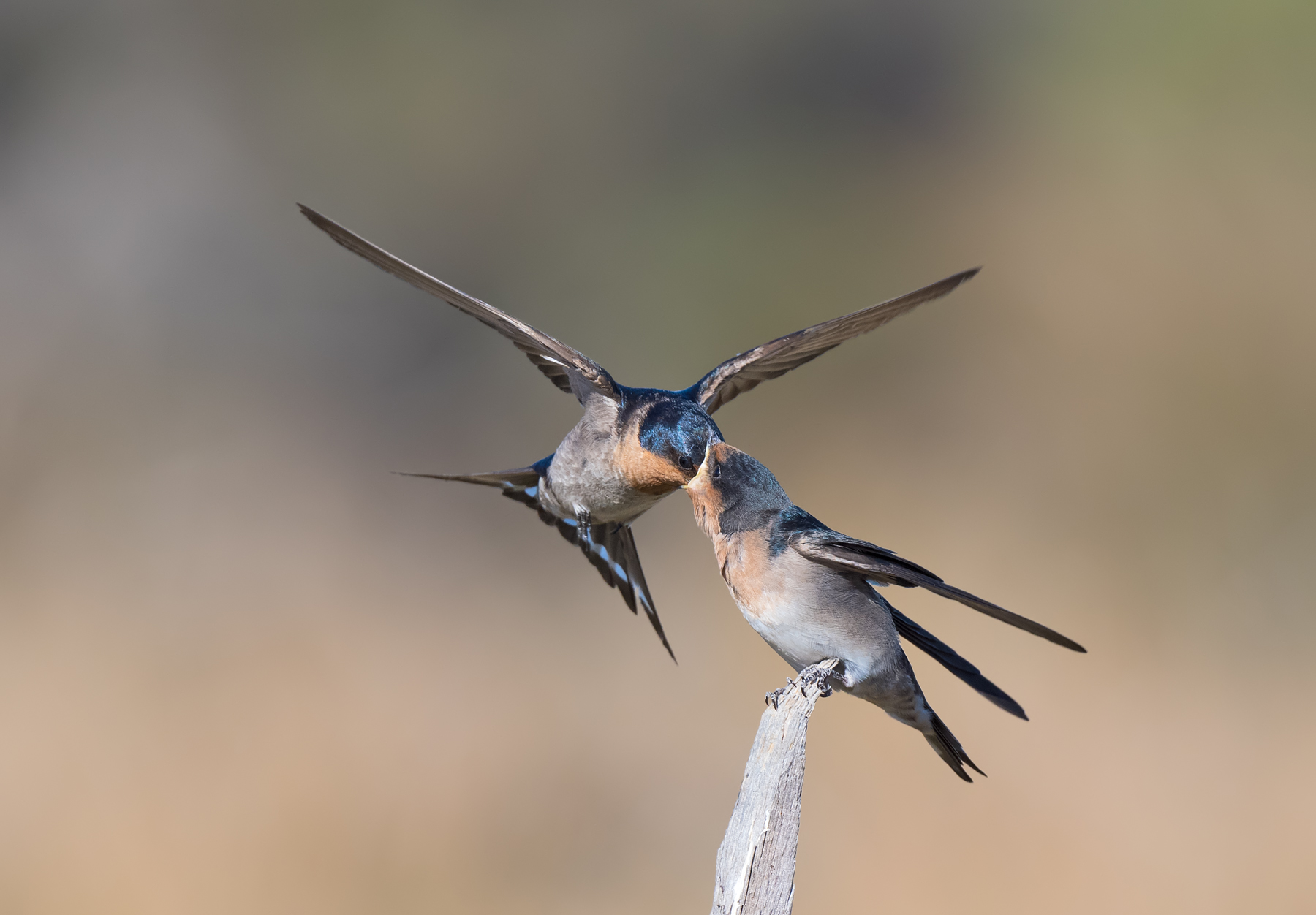 Welcome Swallow (Image ID 44408)