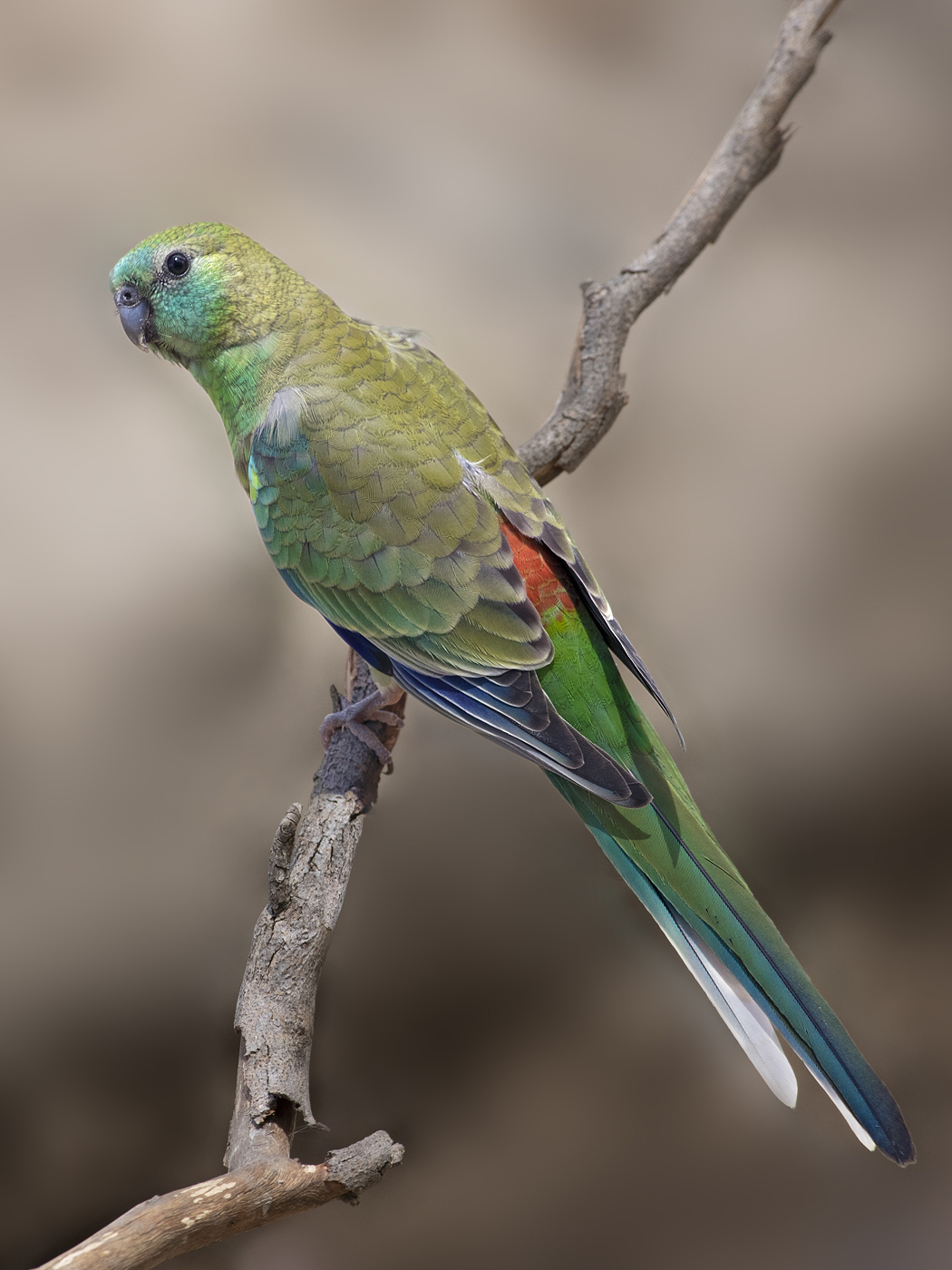 Red-rumped Parrot (Image ID 44159)