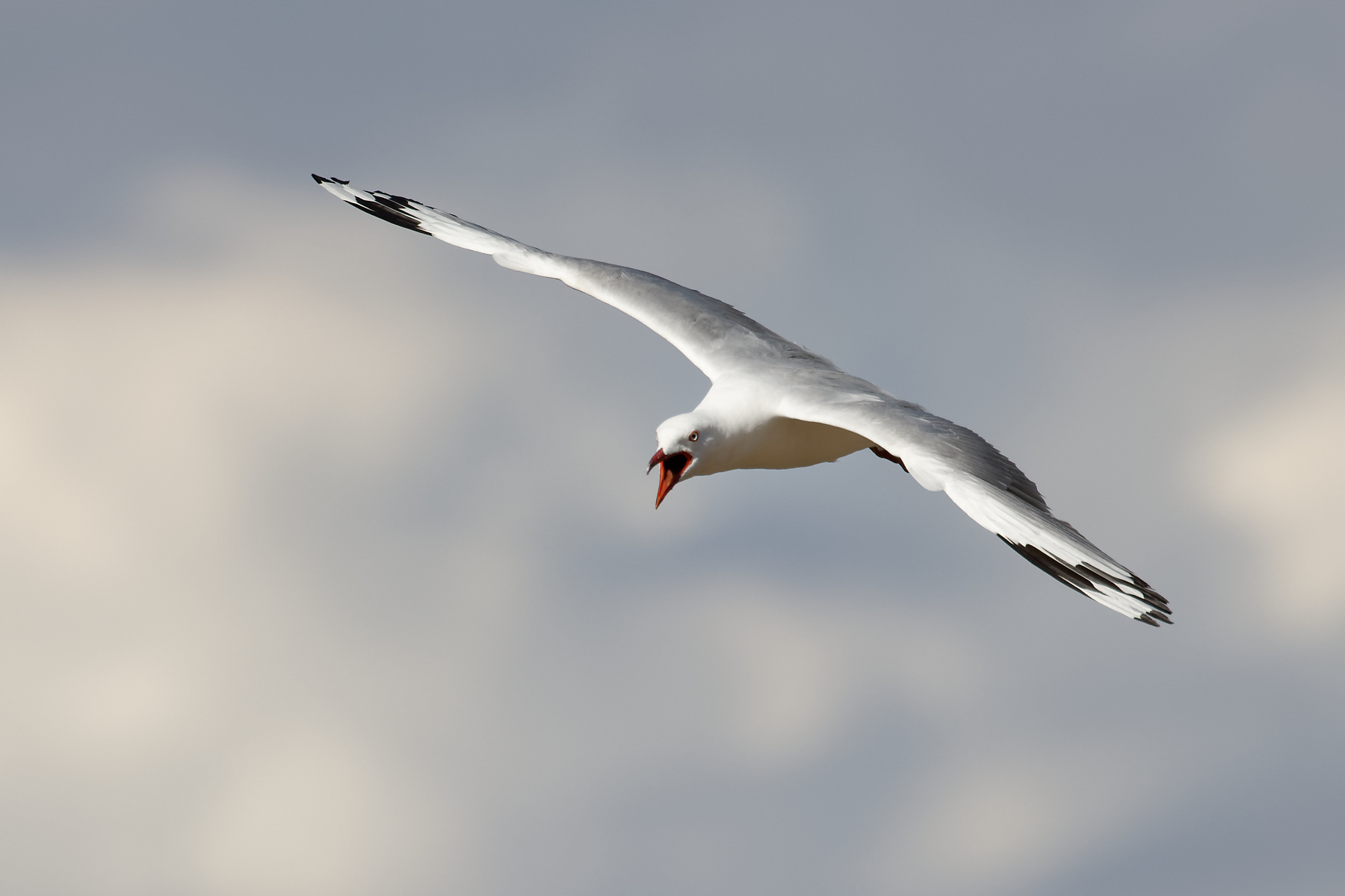 Silver Gull (Image ID 44362)