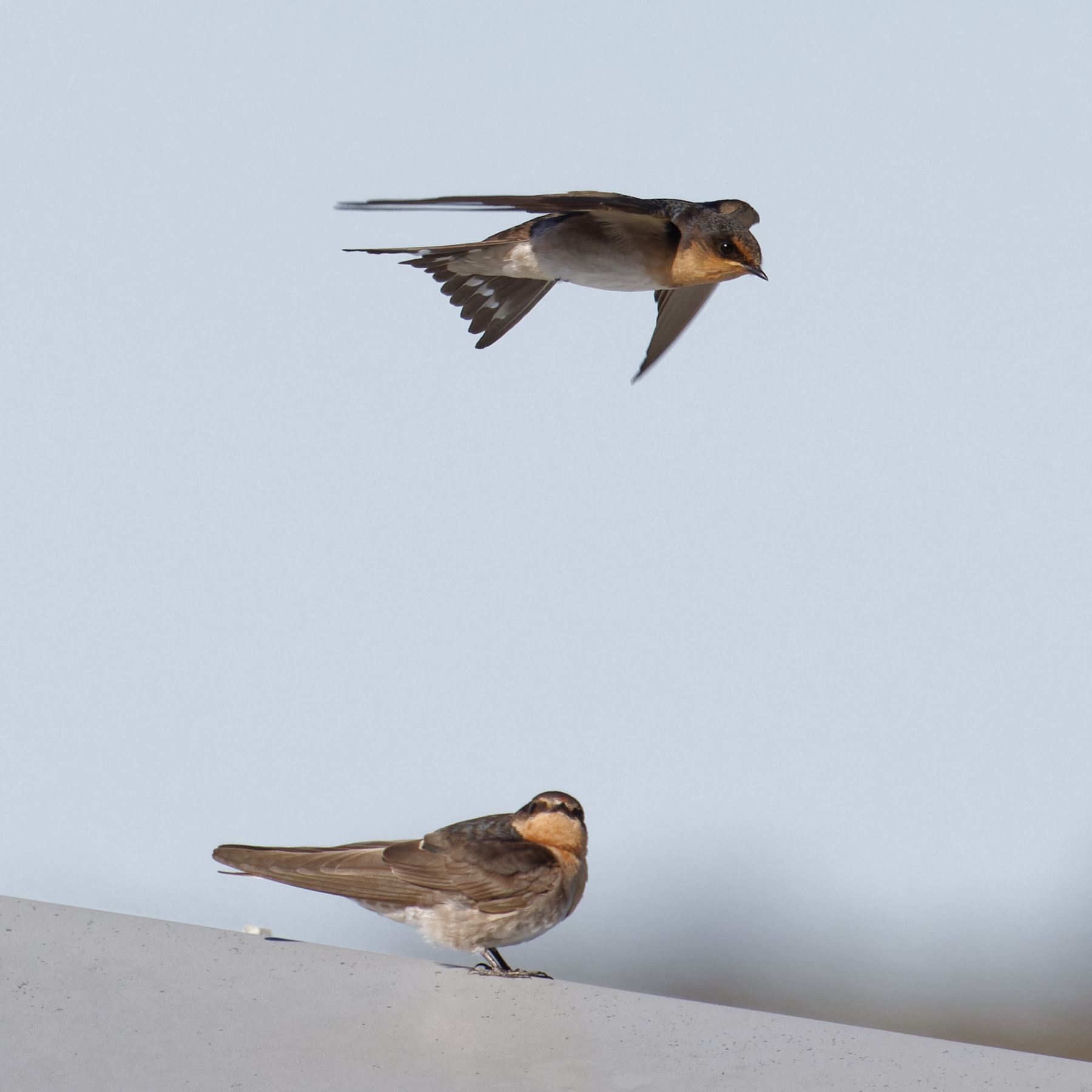Welcome Swallow (Image ID 44433)