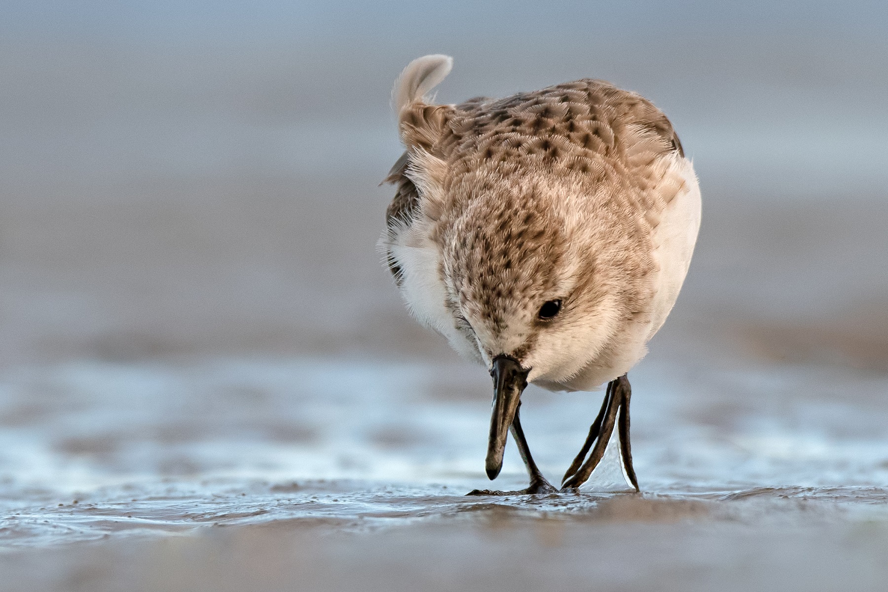Red-necked Stint (Image ID 44331)