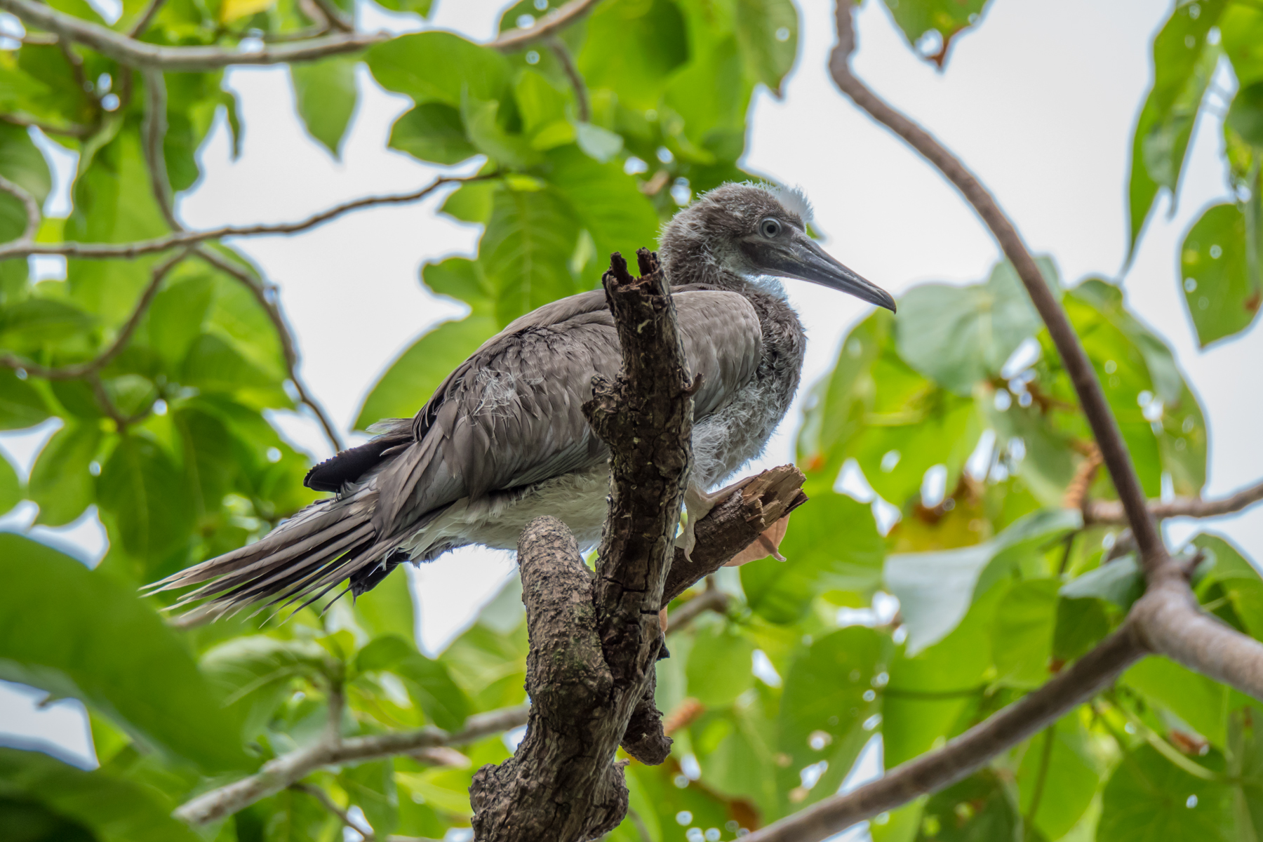 Red-footed Booby (Image ID 44420)